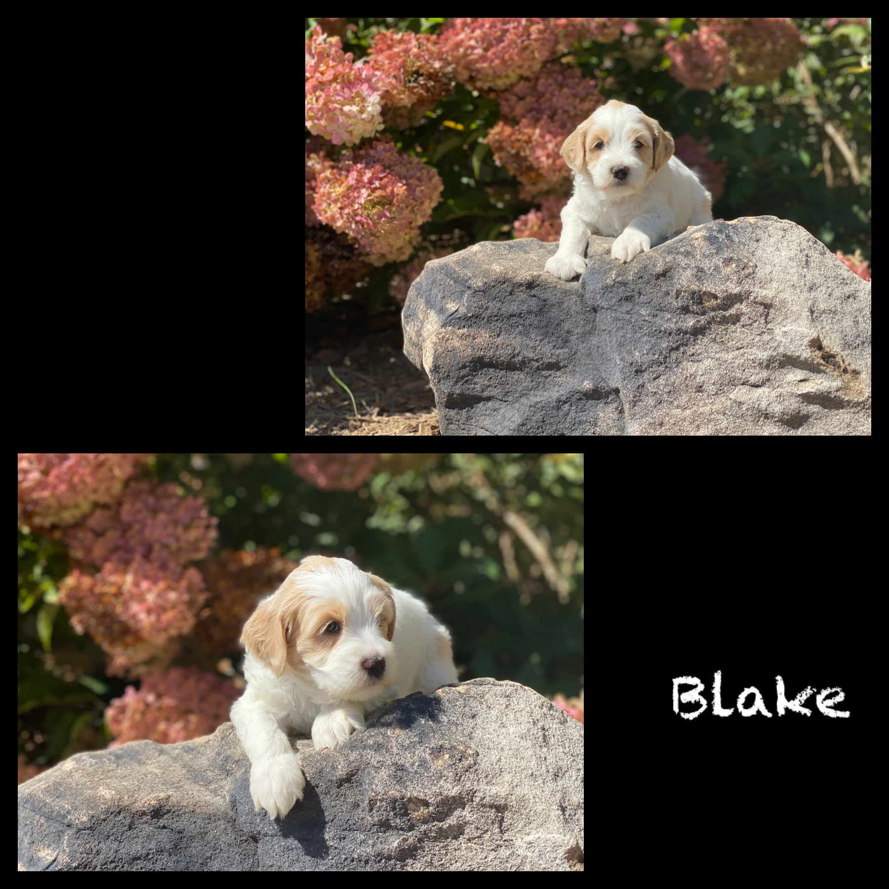 Blake