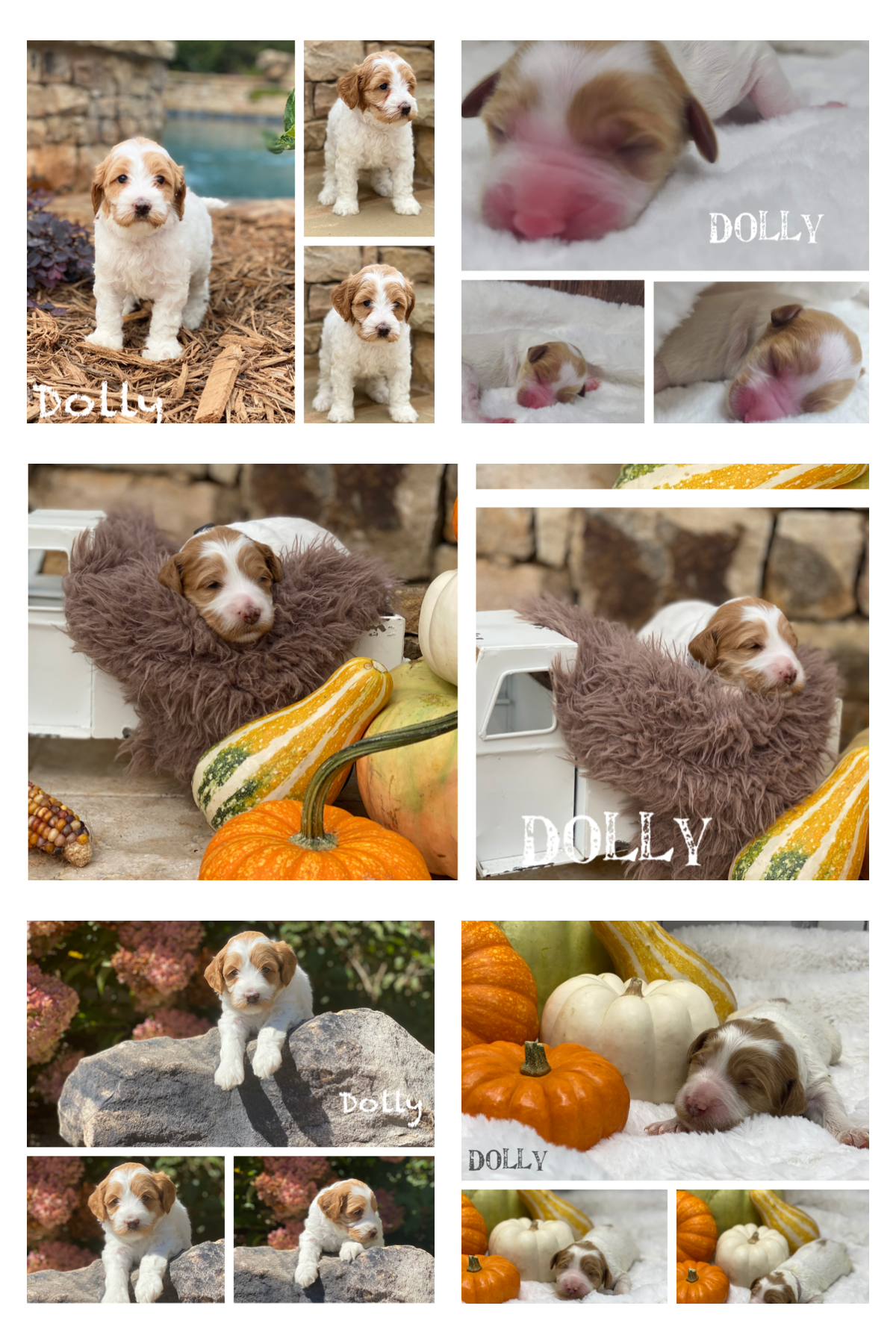 Dolly