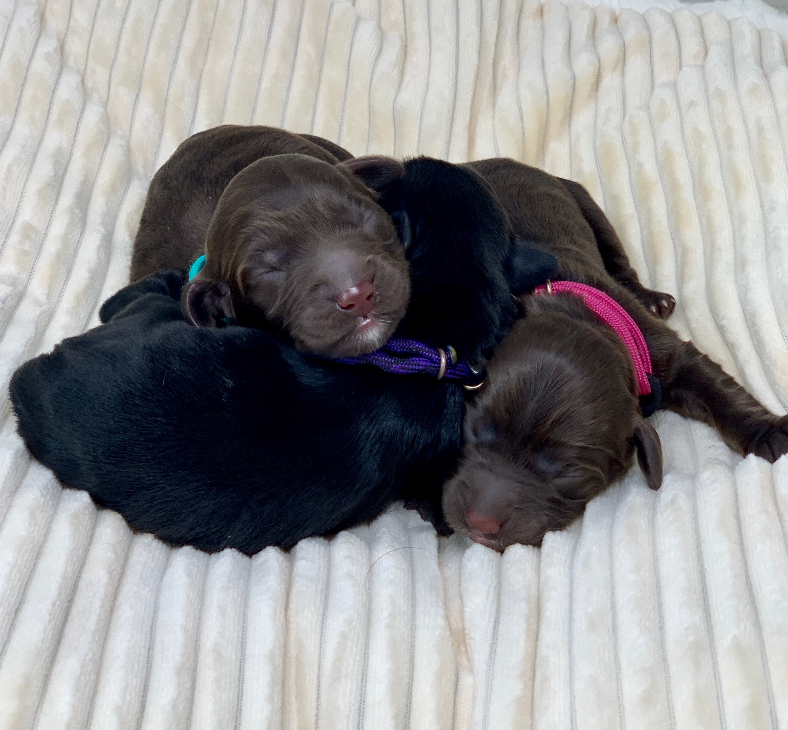 Puppy Pile