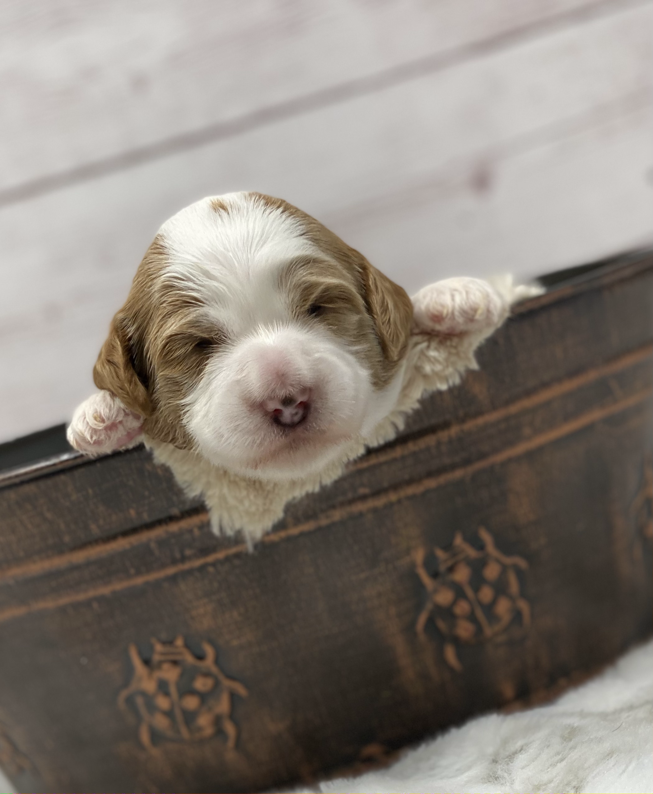 Valentino
