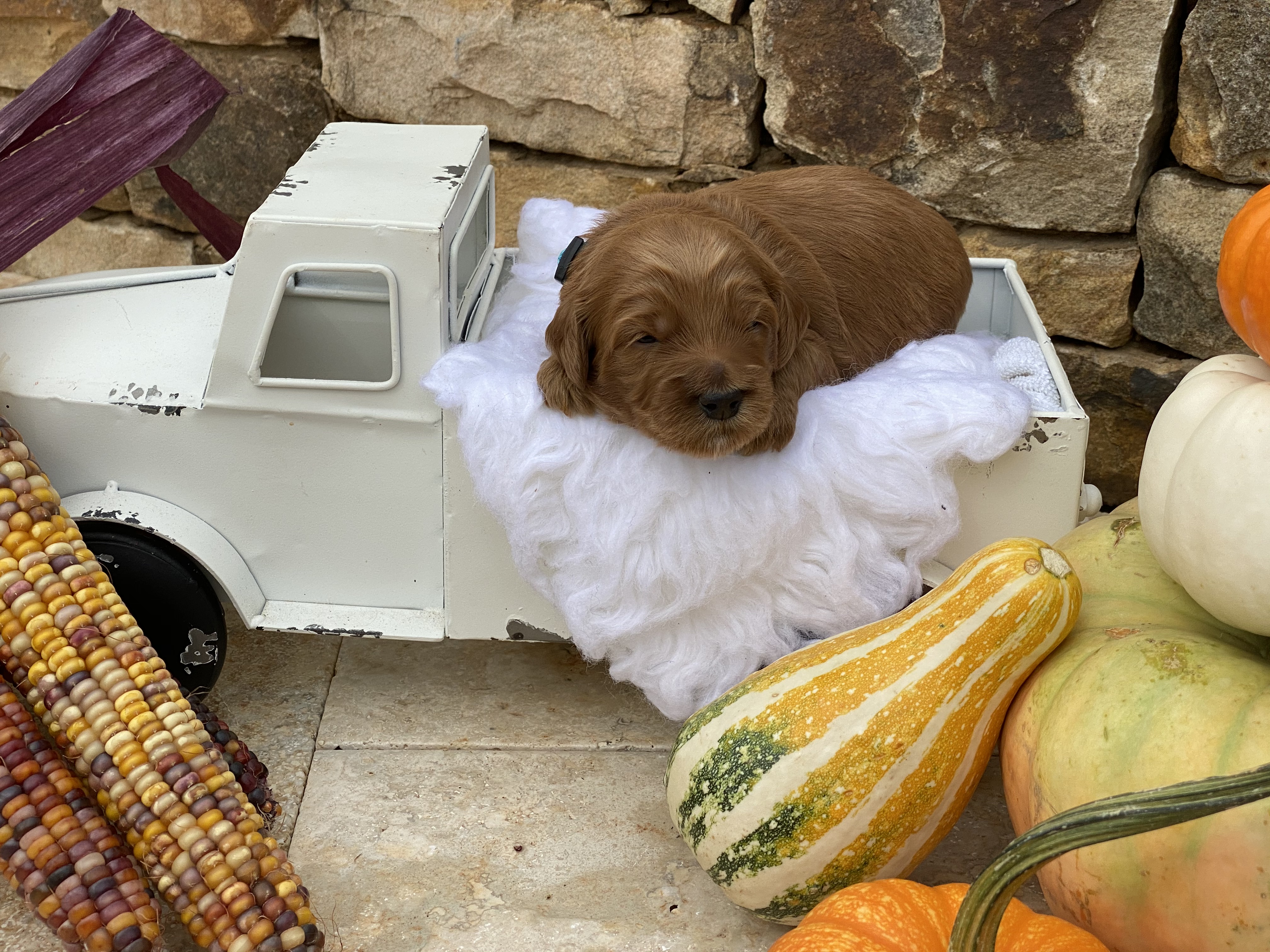 Toby