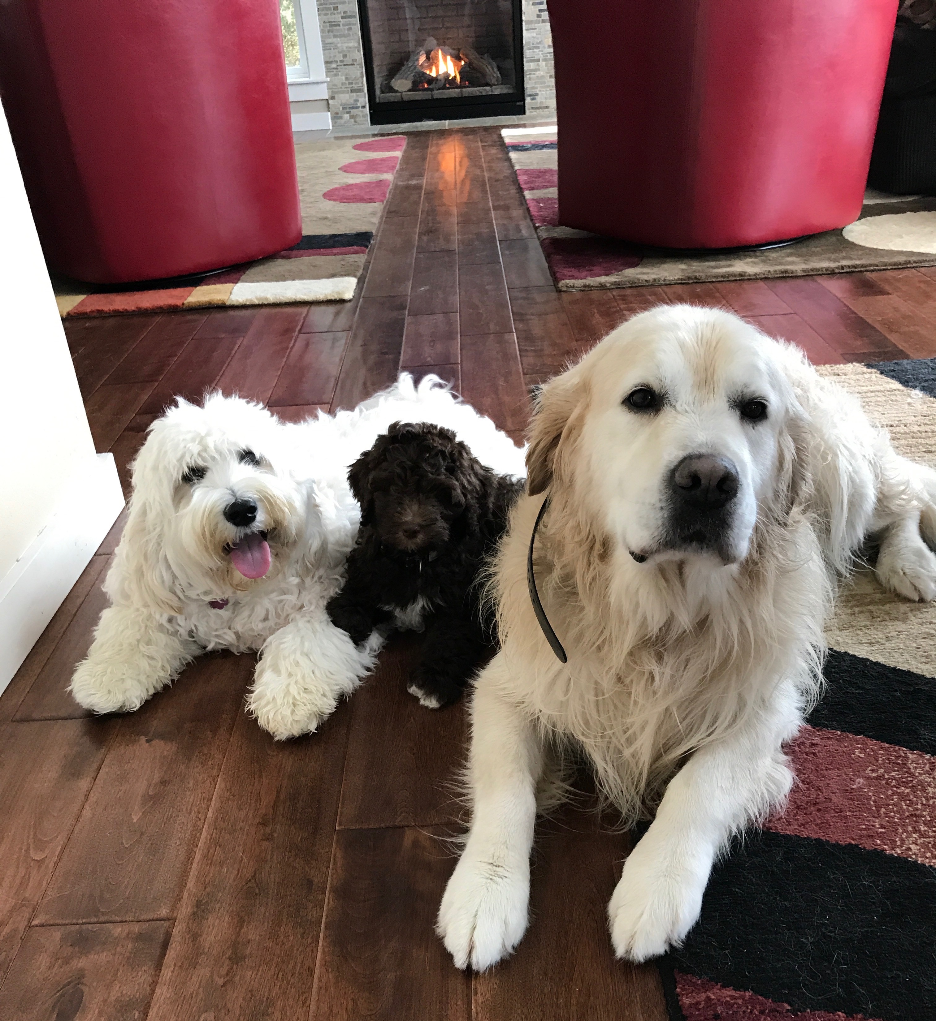 Luke, Truffles & Sampson