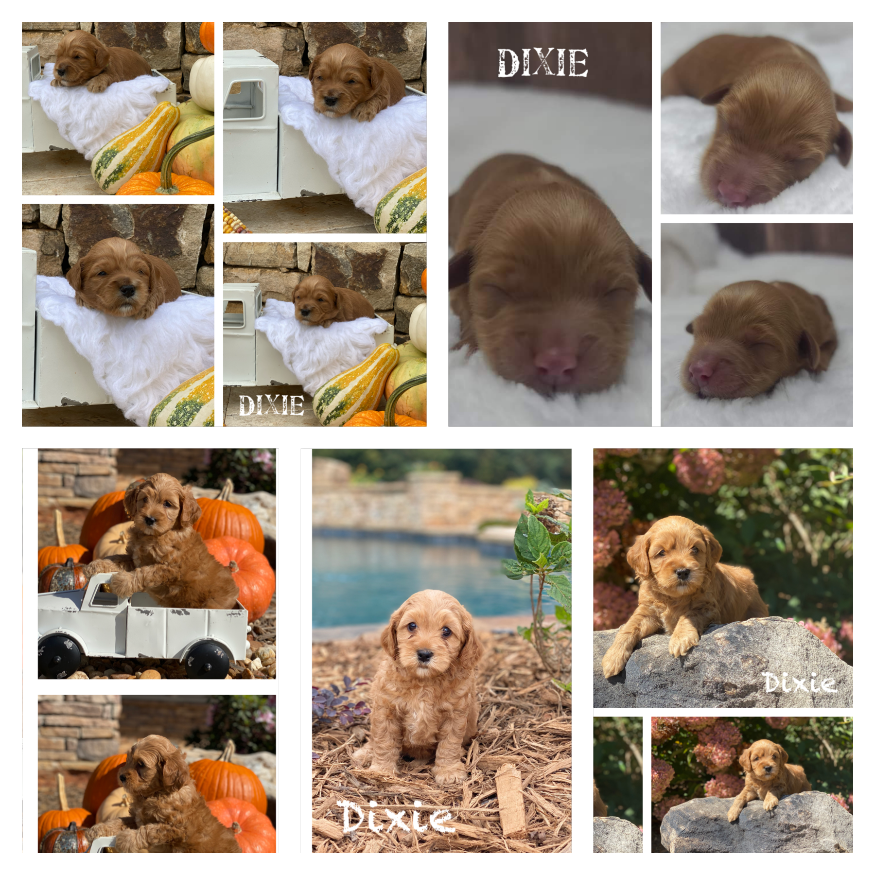 Dixie