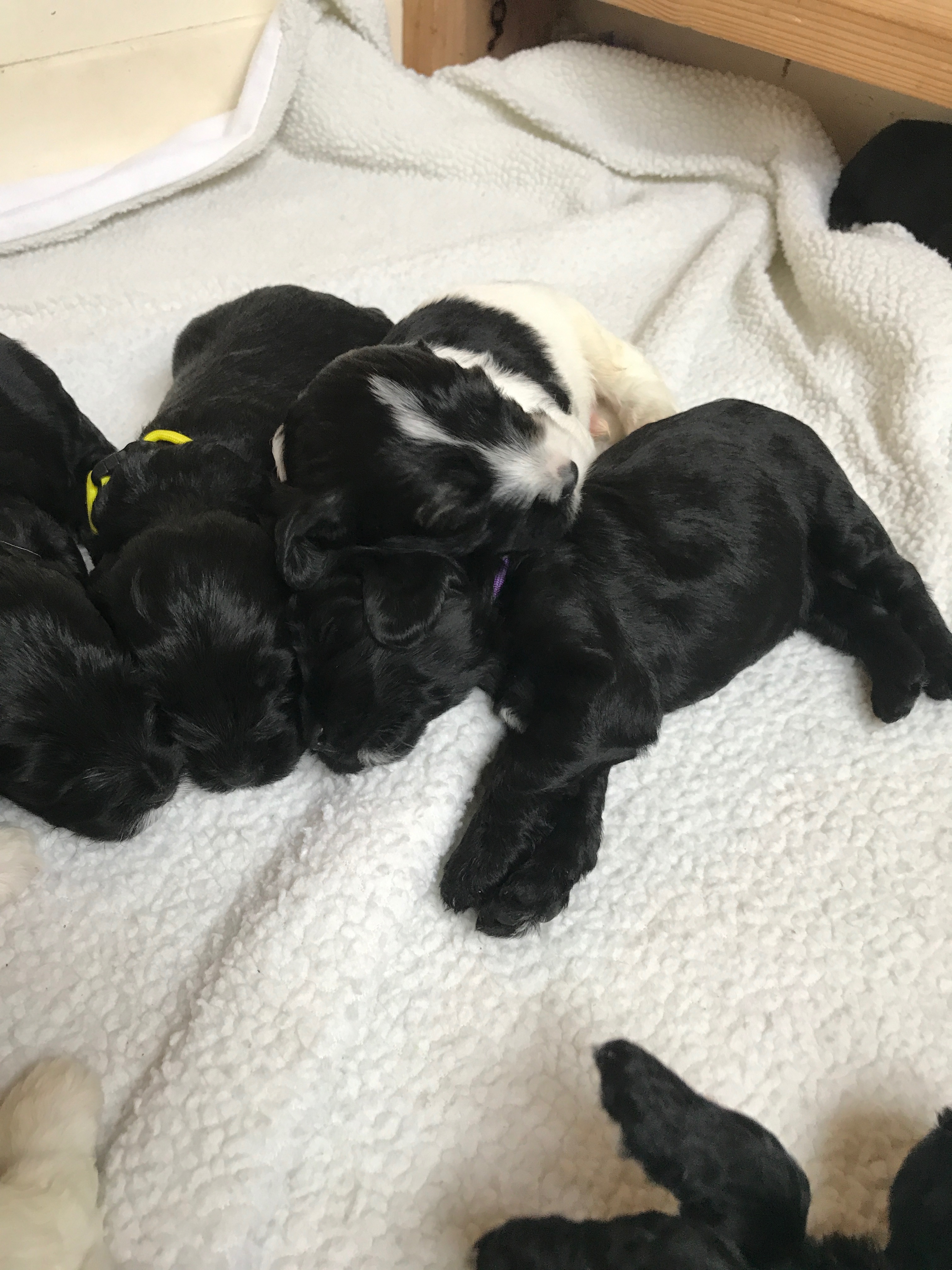 Labradoodle Puppies Available