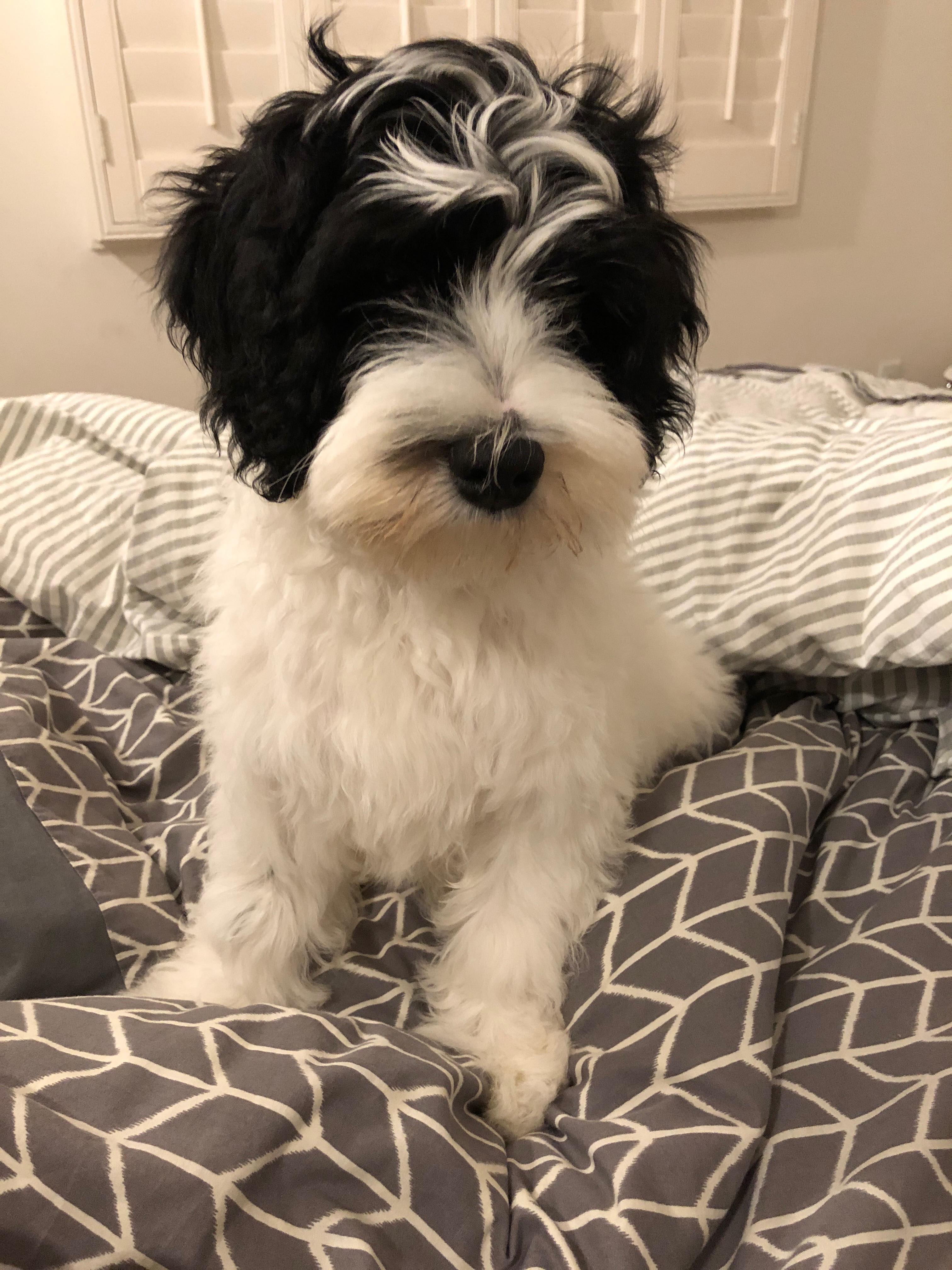 Past Puppy