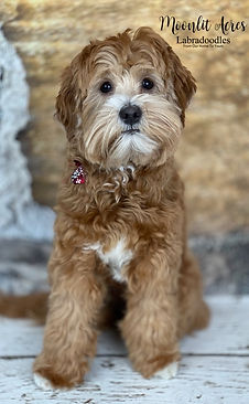 Image 12-15-21 at 1.25 PM.jpg