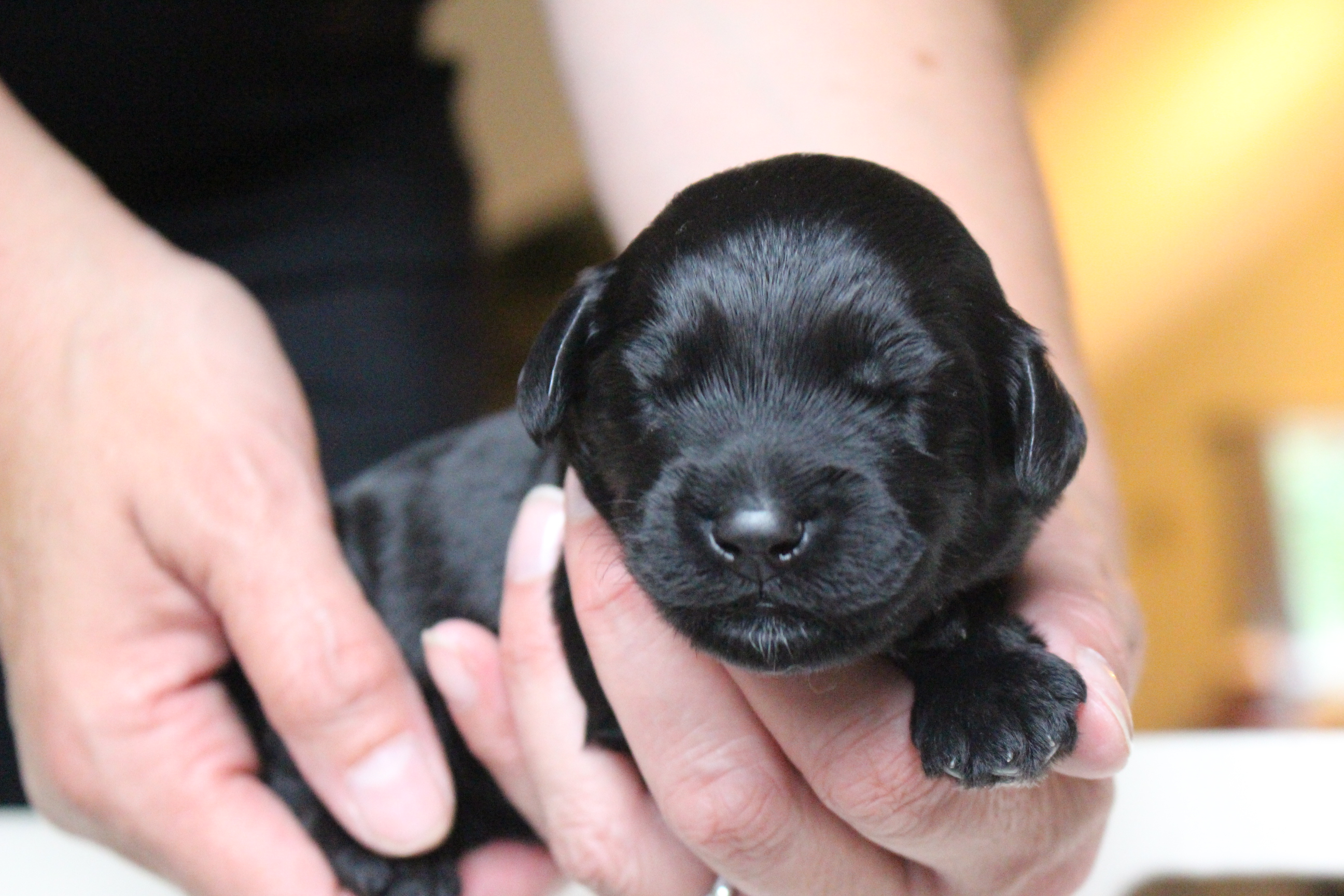 Australian Labradoodle Puppies WA