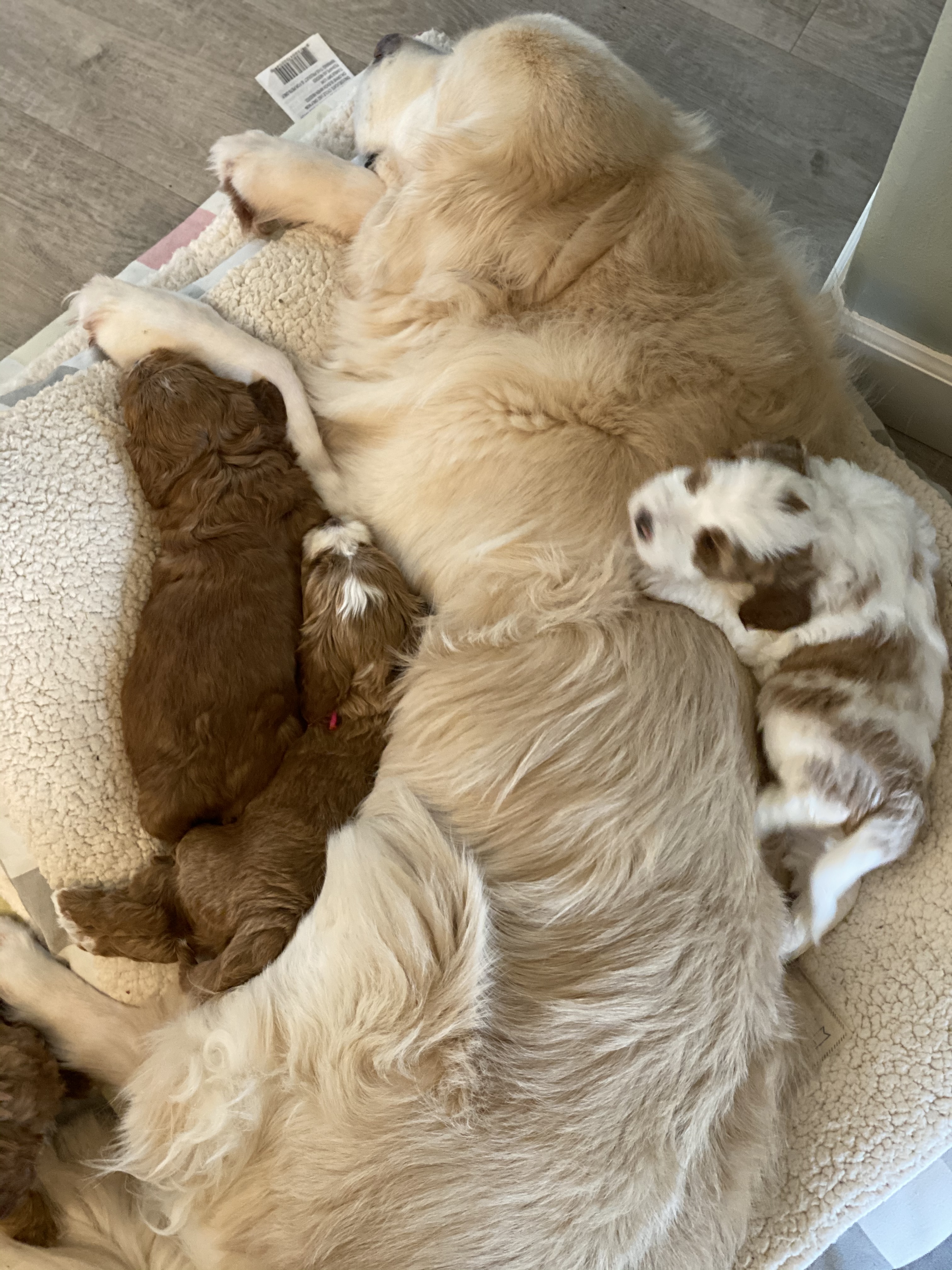 Puppy Pile