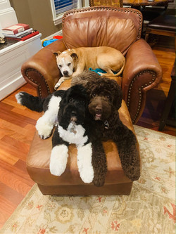 Giorgio & Kona