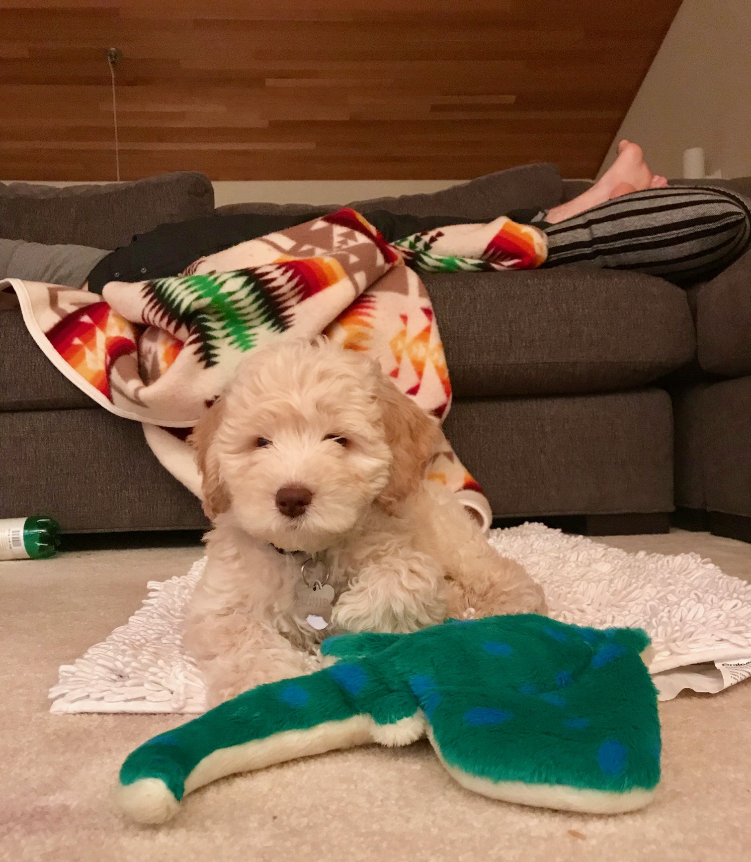Bo in his new home