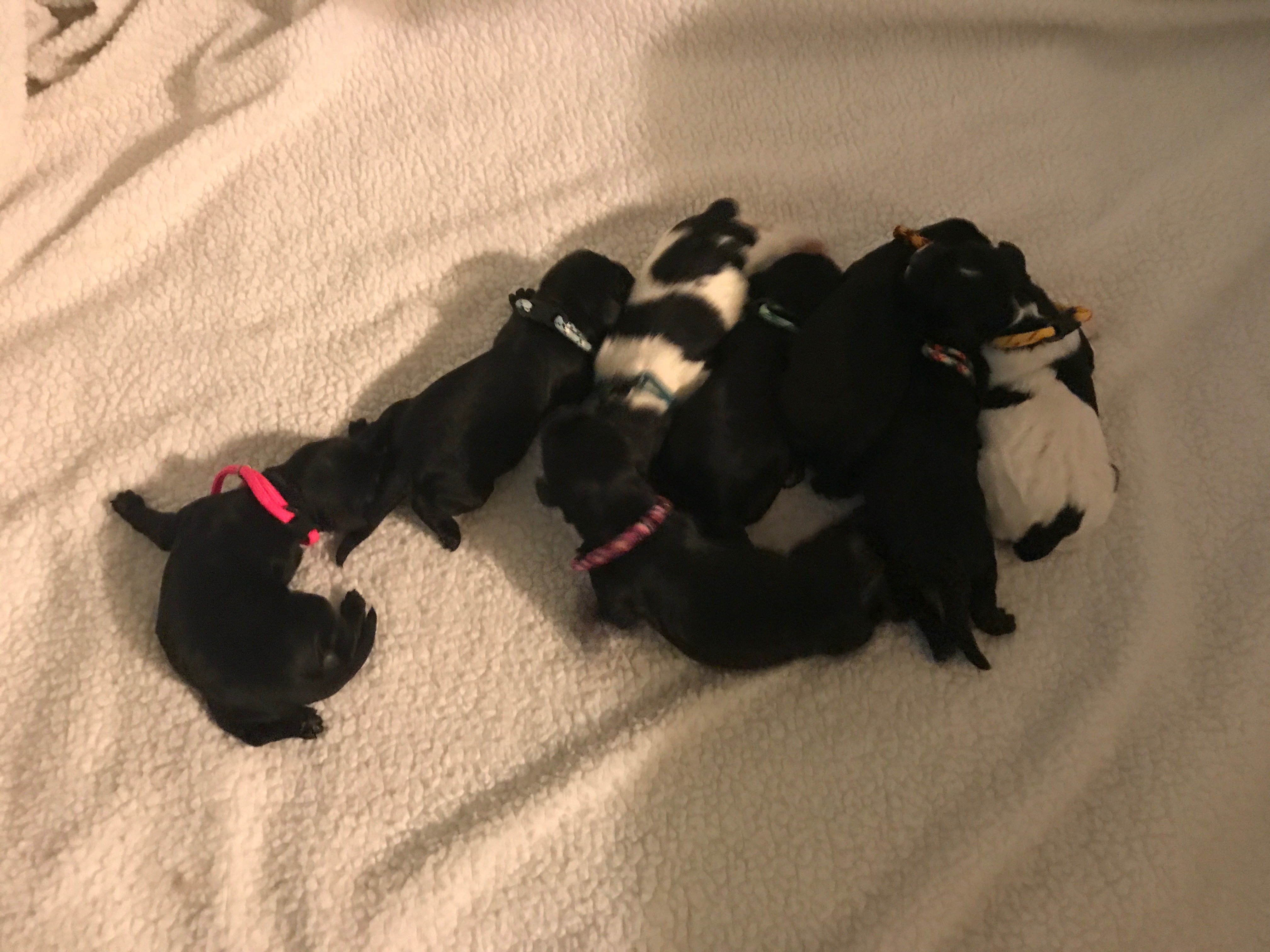 Australian Labradoodle Puppies Orego