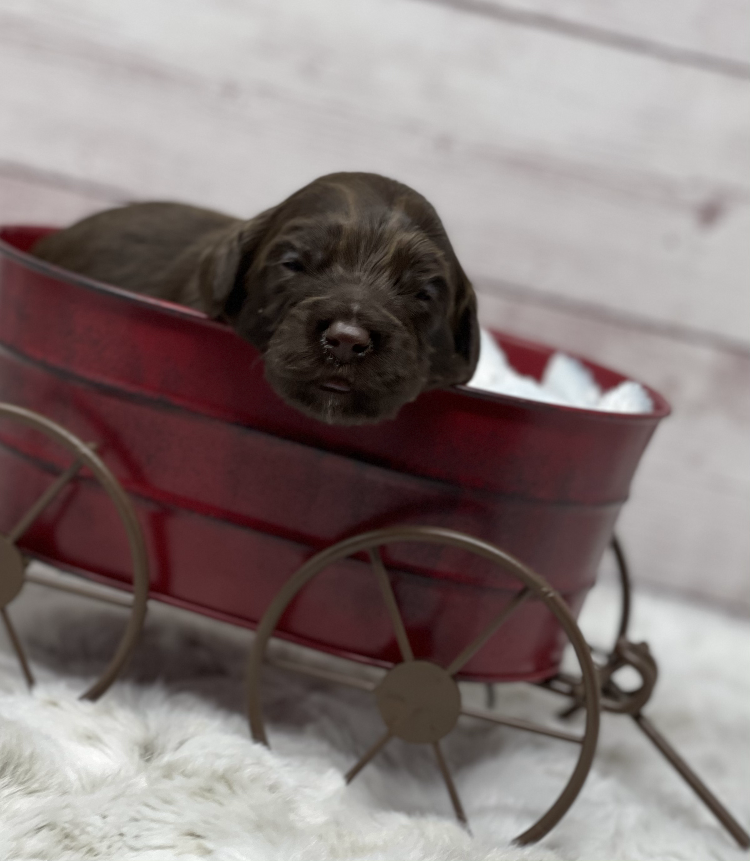 Rolo