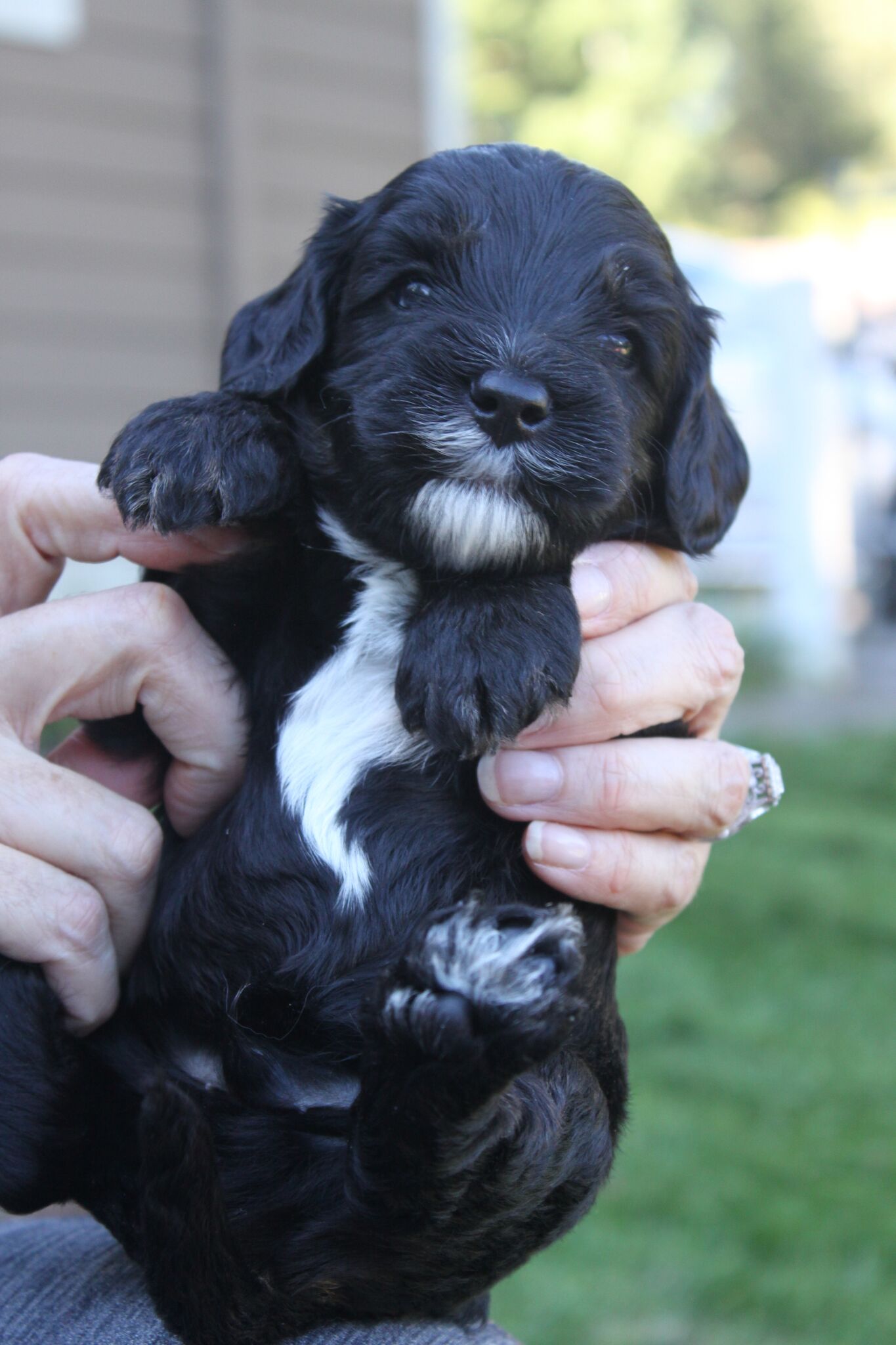 Labradoodle Puppies Available