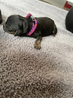 Izzie