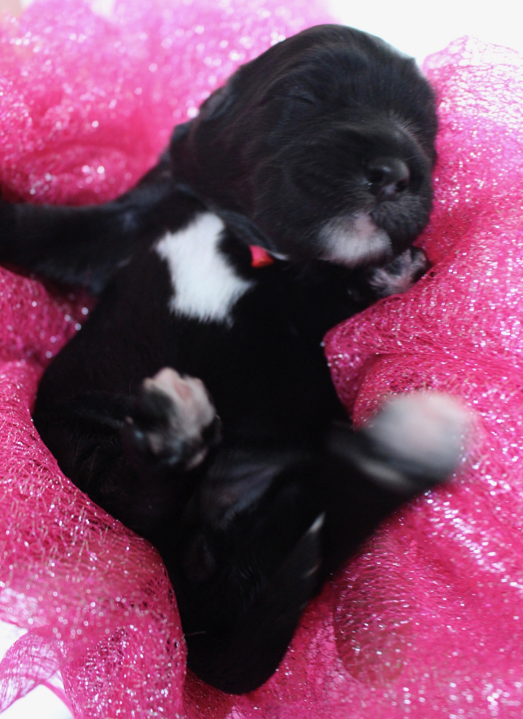 Labradoodle Puppies Portland