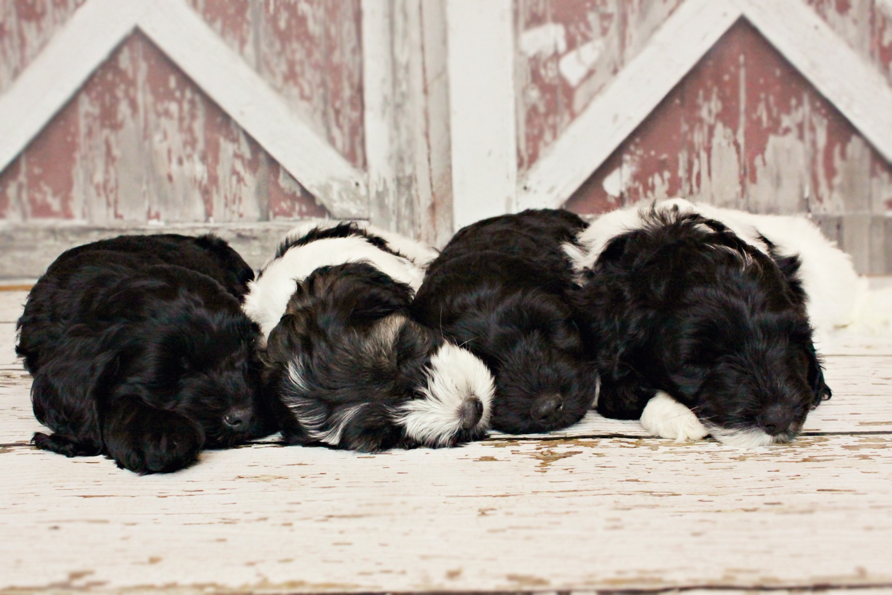 Sheba's Litter