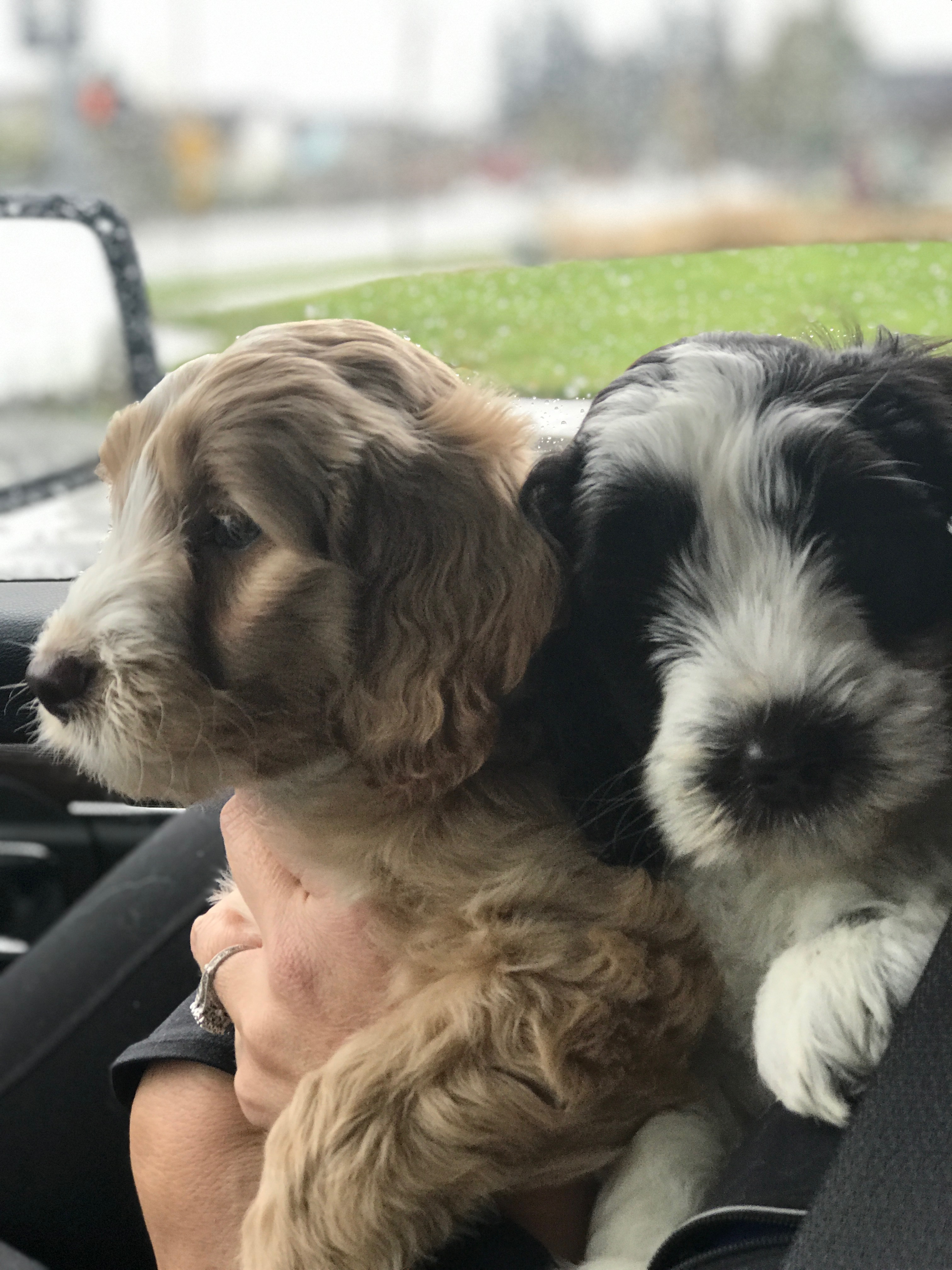 Road trip
