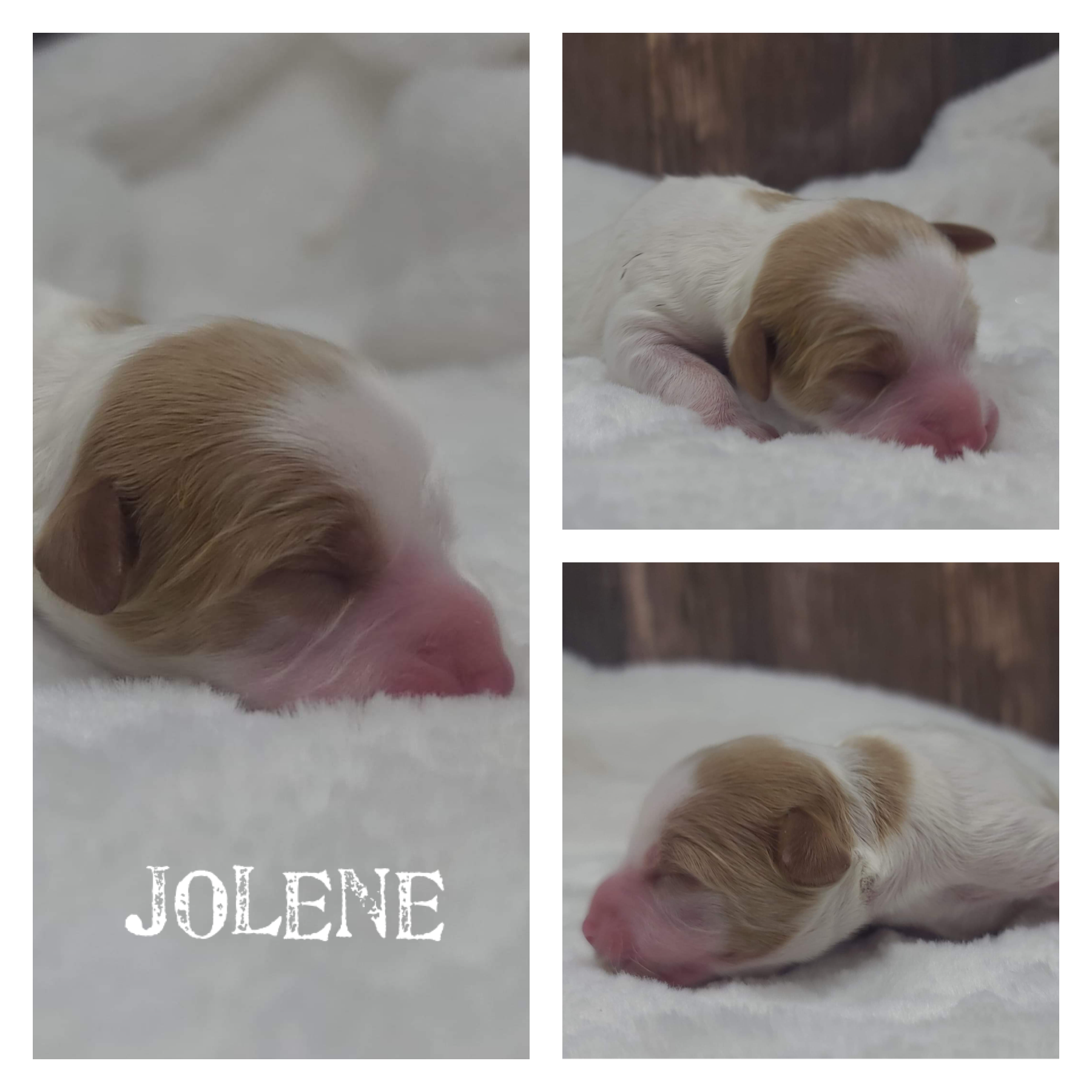 Jolene