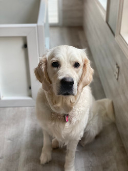 Maisy