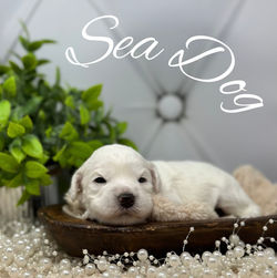 Sea Dog