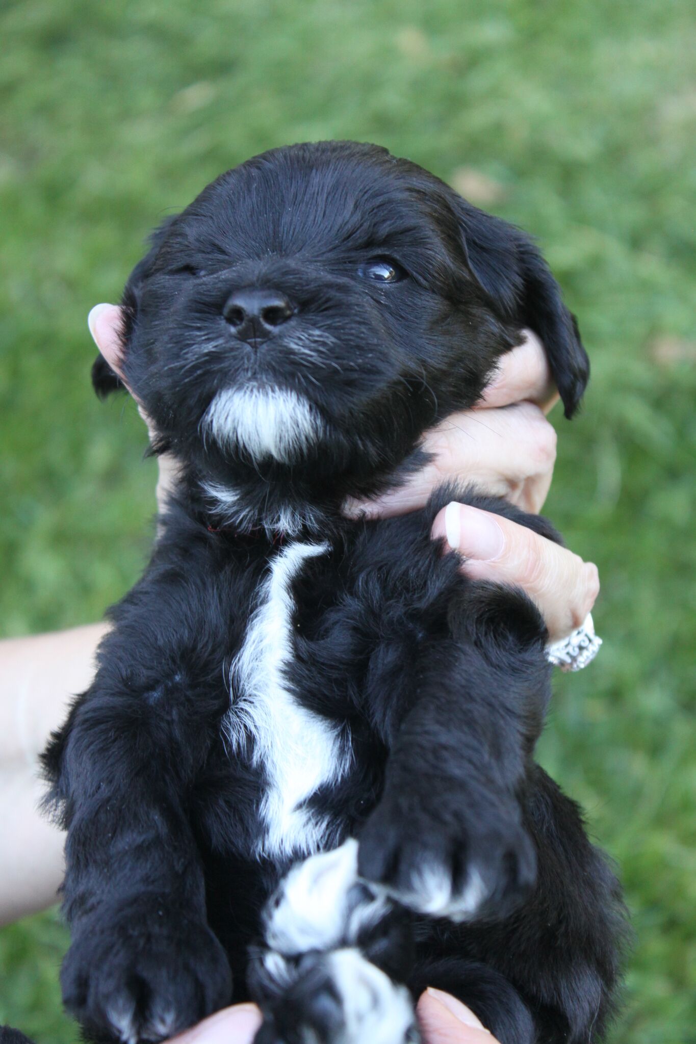 Australian Labradoodle Puppies WA