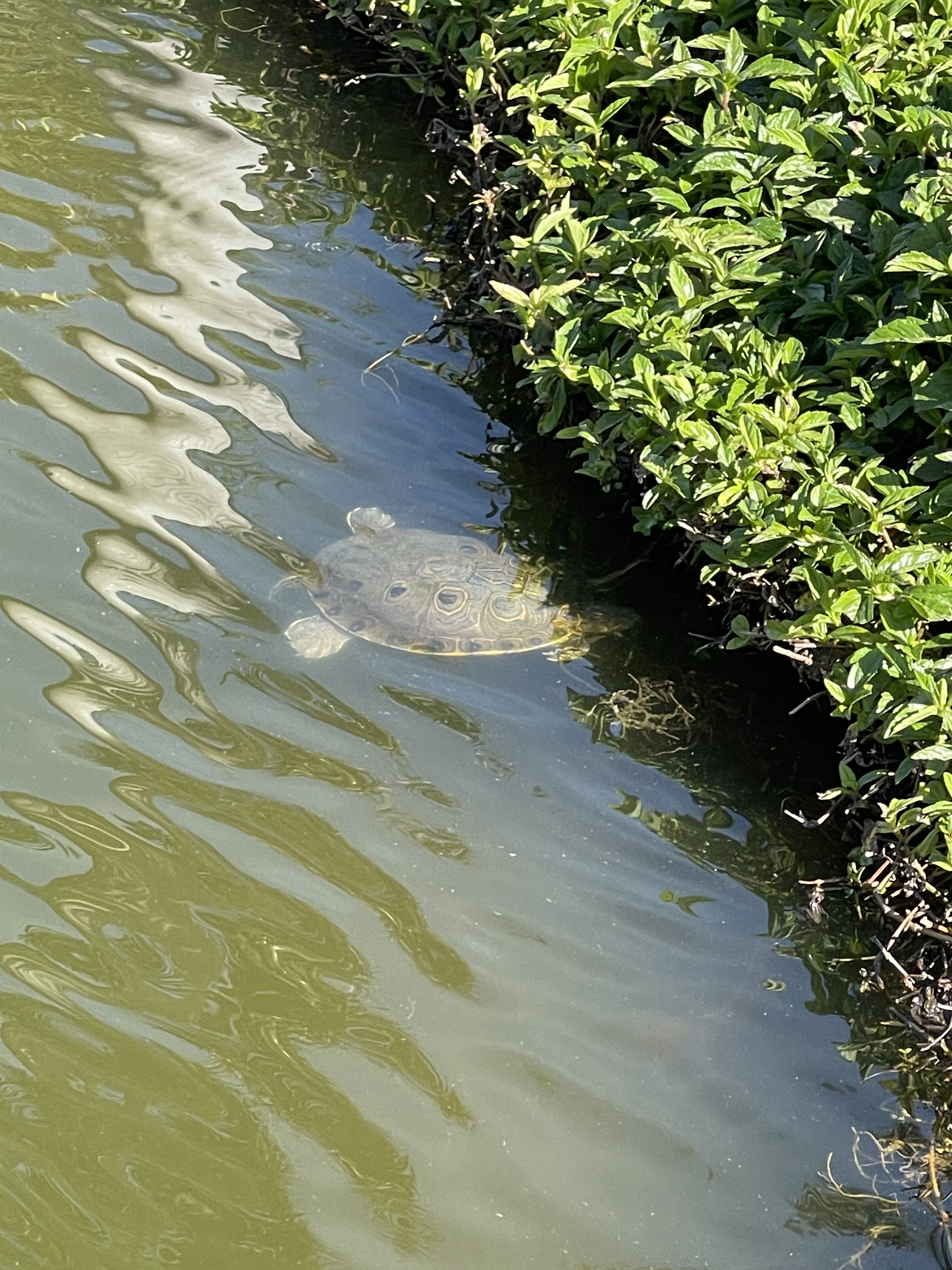 Turtle