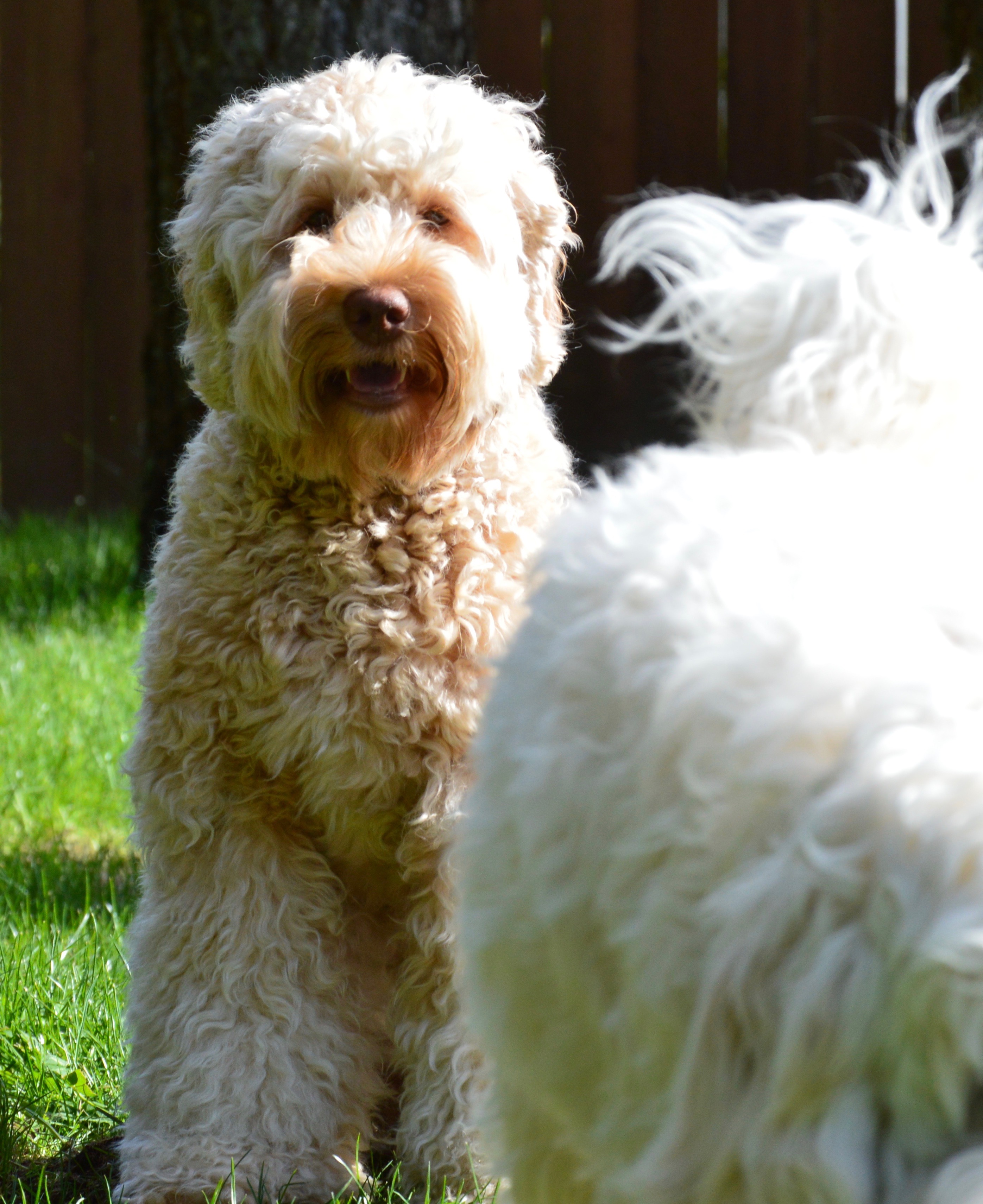 Caramel Australian Doodle