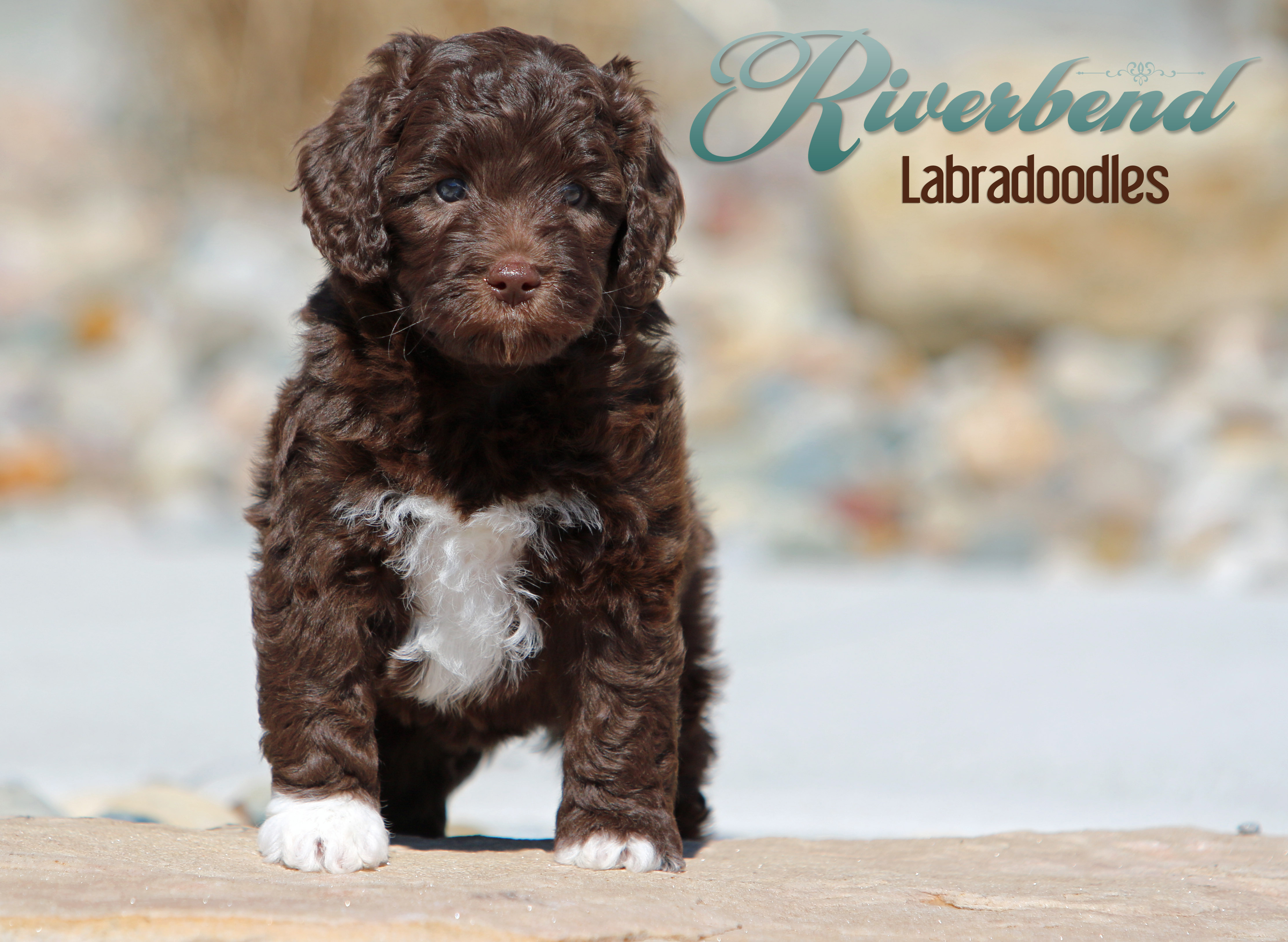 Australian Labradoodle Puppy