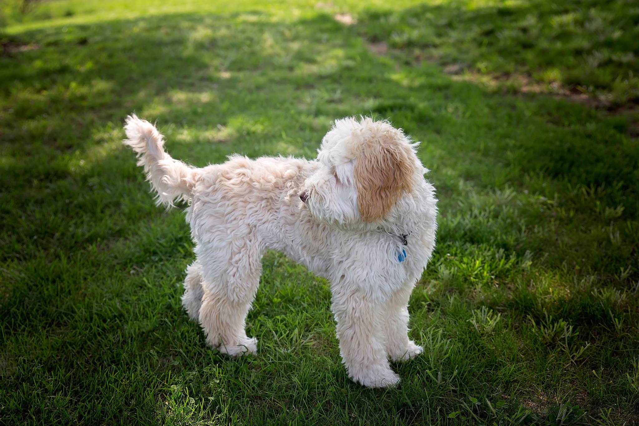 Australian Labradoodle Stud
