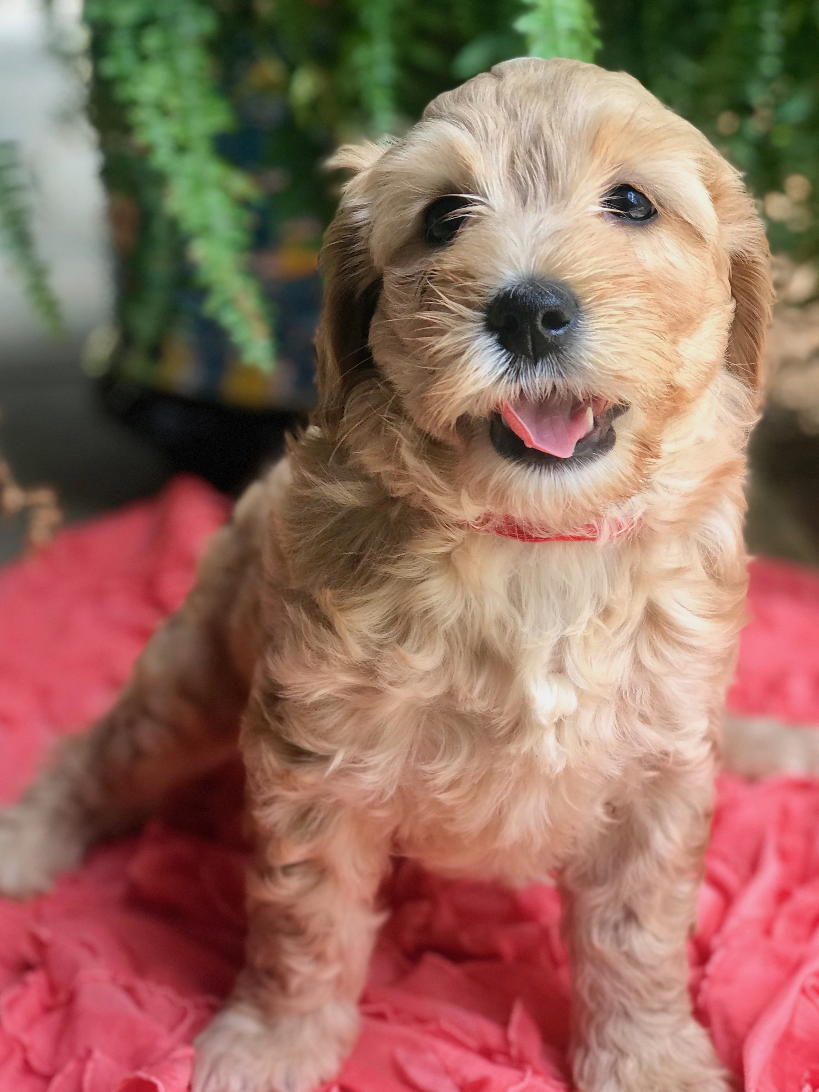 Wilma
