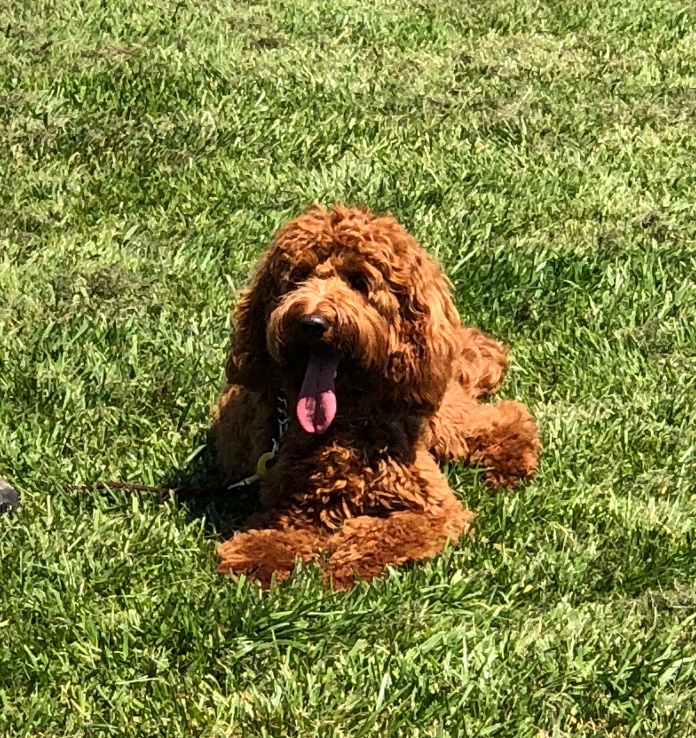 Obedience Training