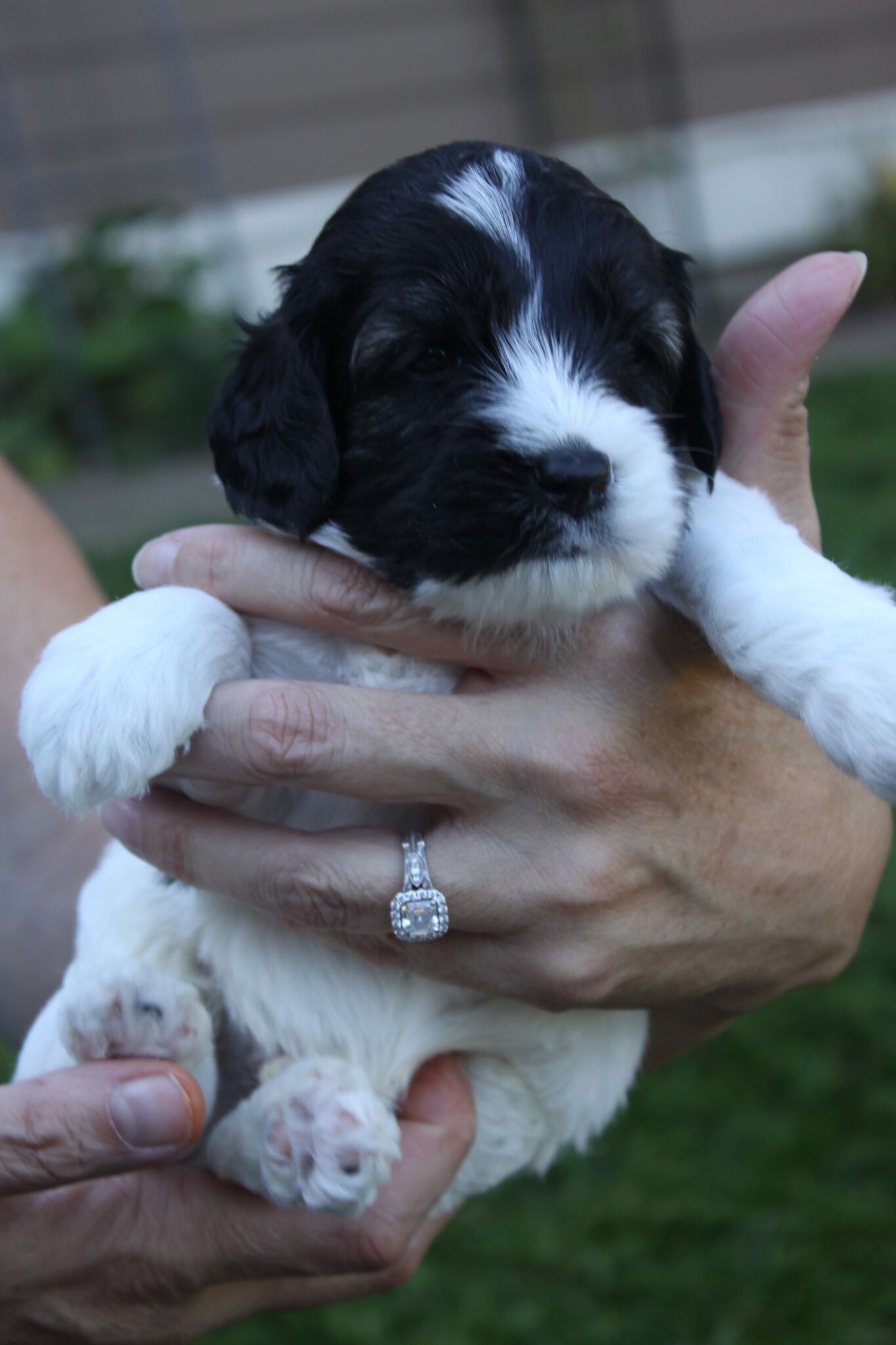 Labradoodle Puppies Portl