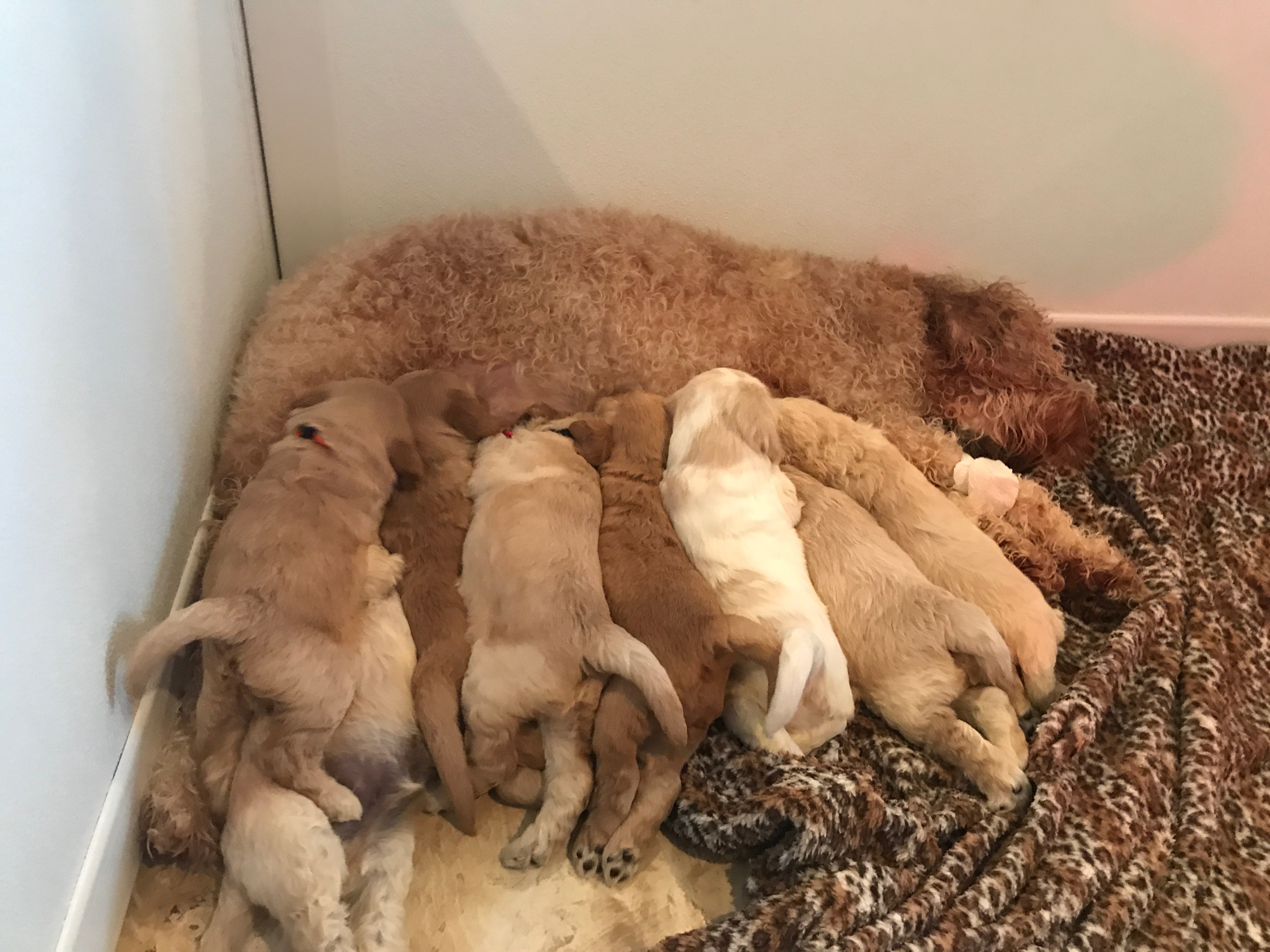 Milk Bar