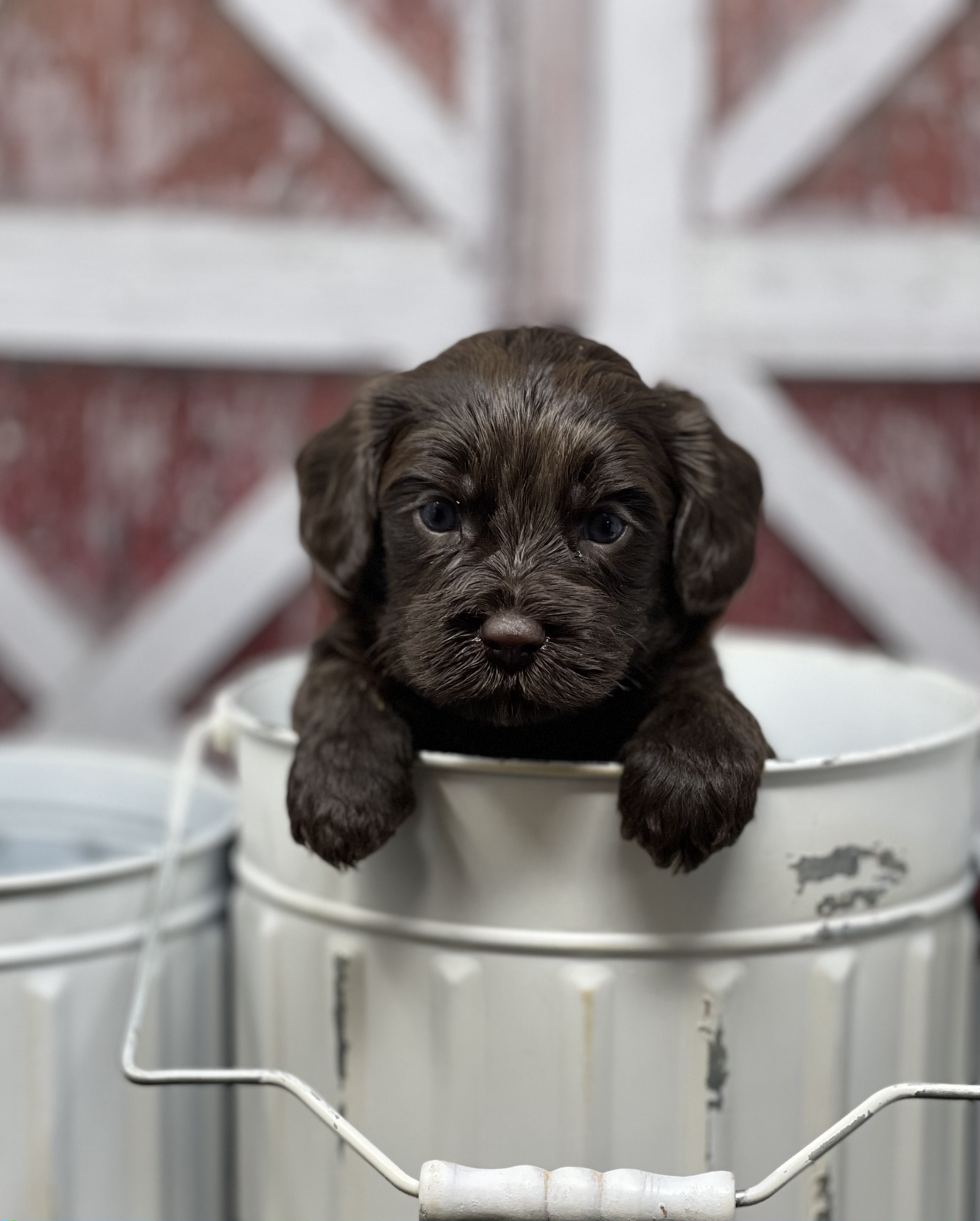 Rolo