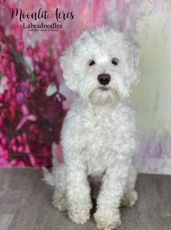 Image 11-11-22 at 10.48 AM (1)