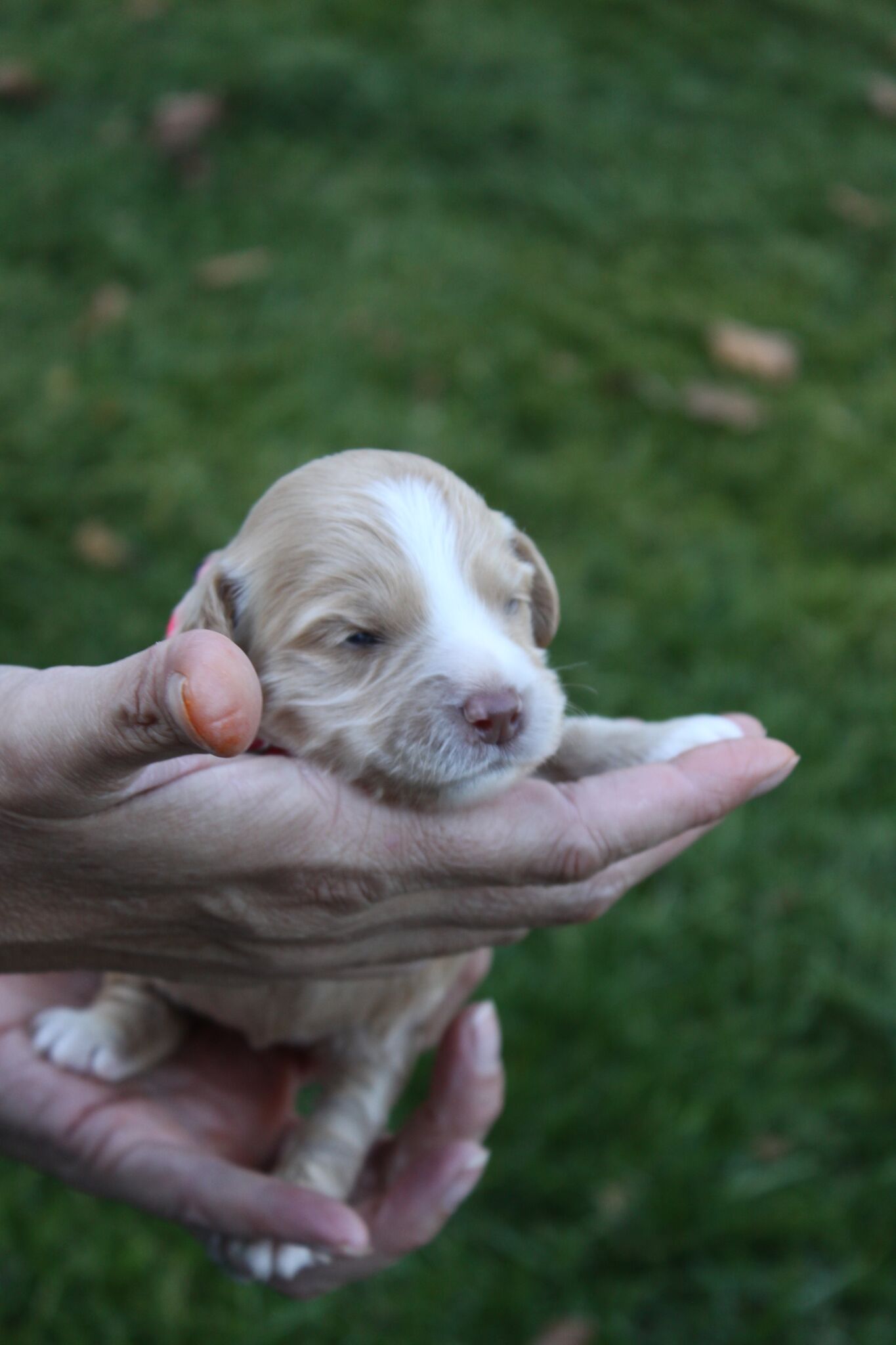 Chloe at 10 days old