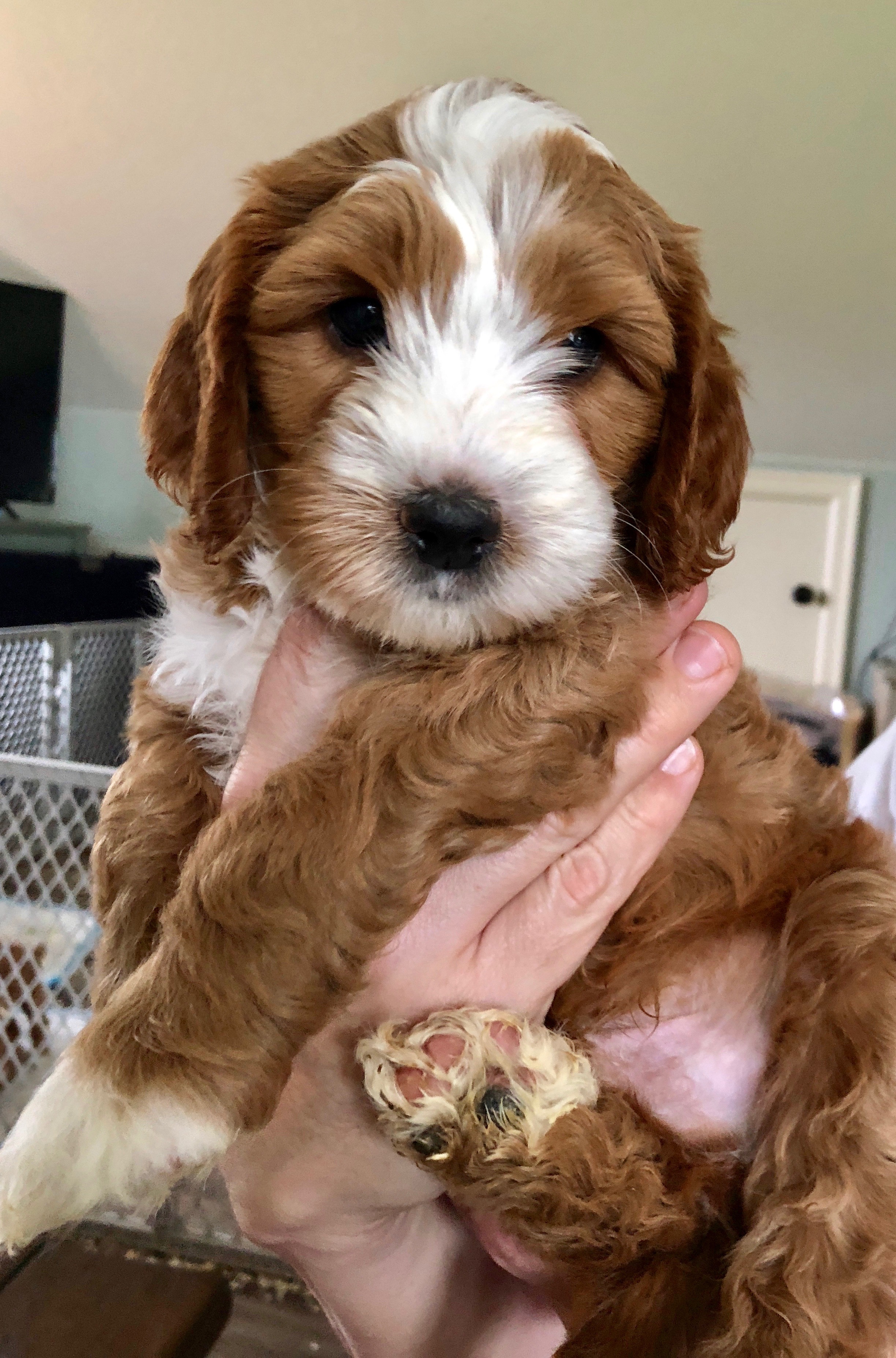 Captain America 6 Weeks