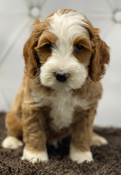 Duke