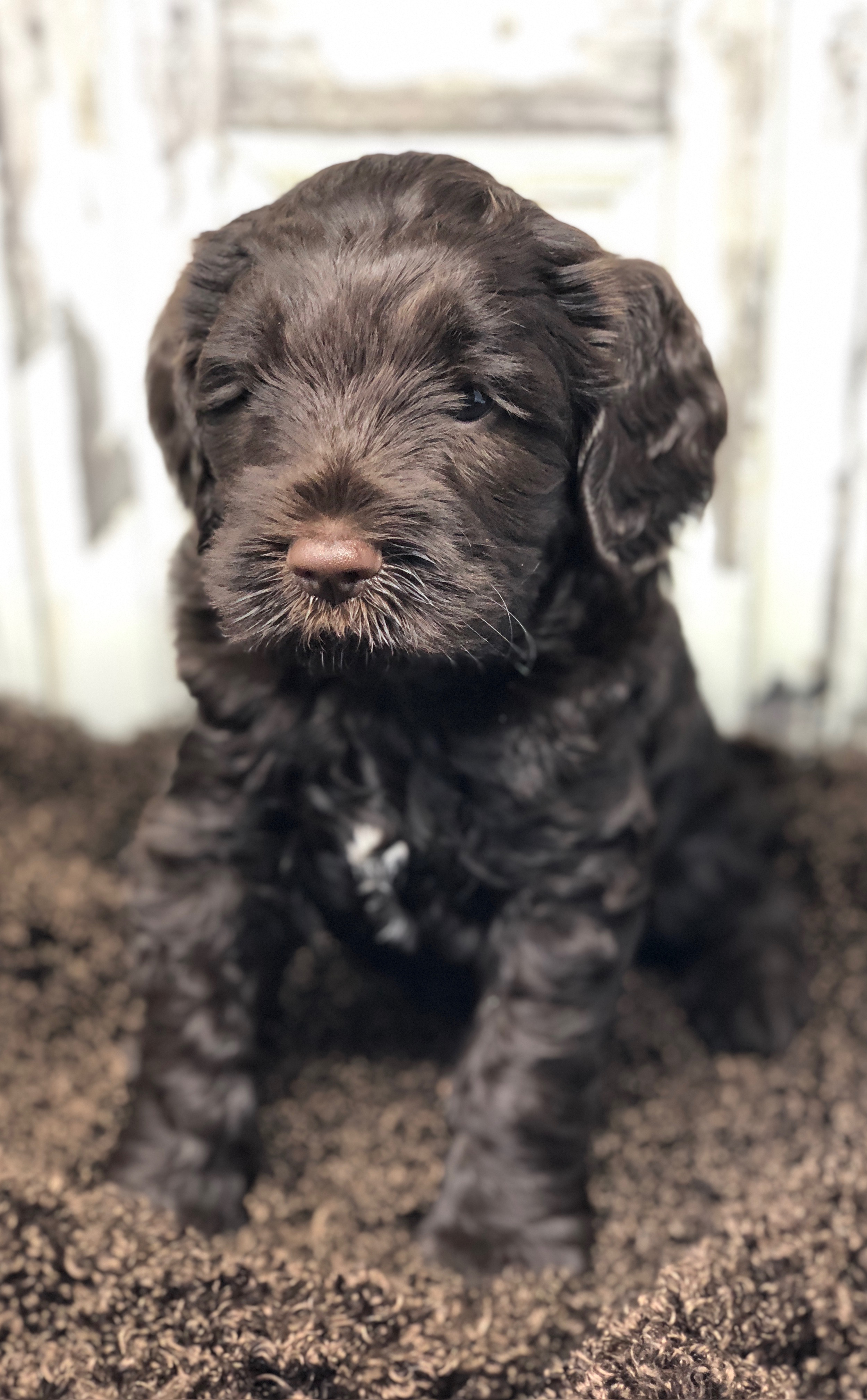 Coco