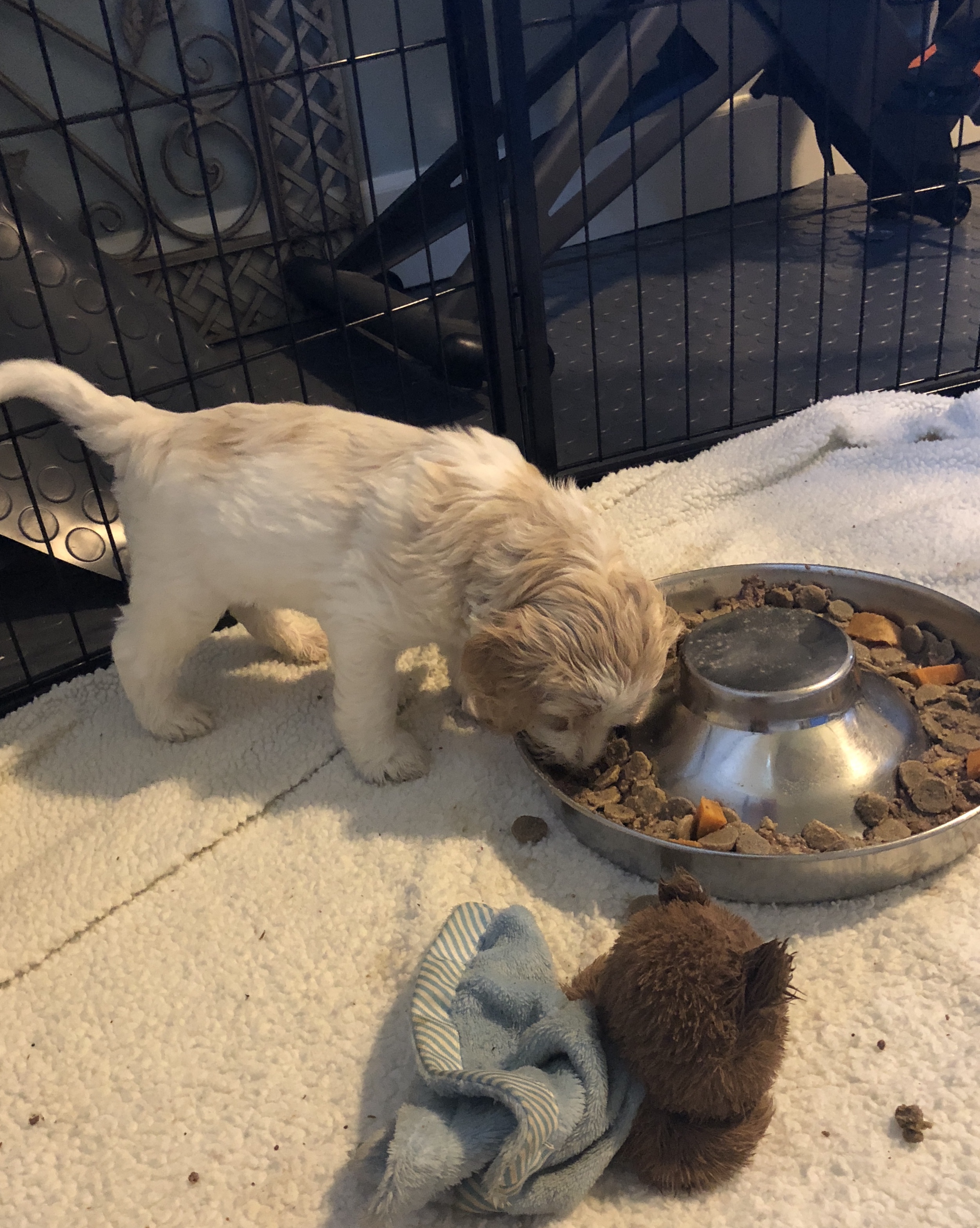 Hungry pup!