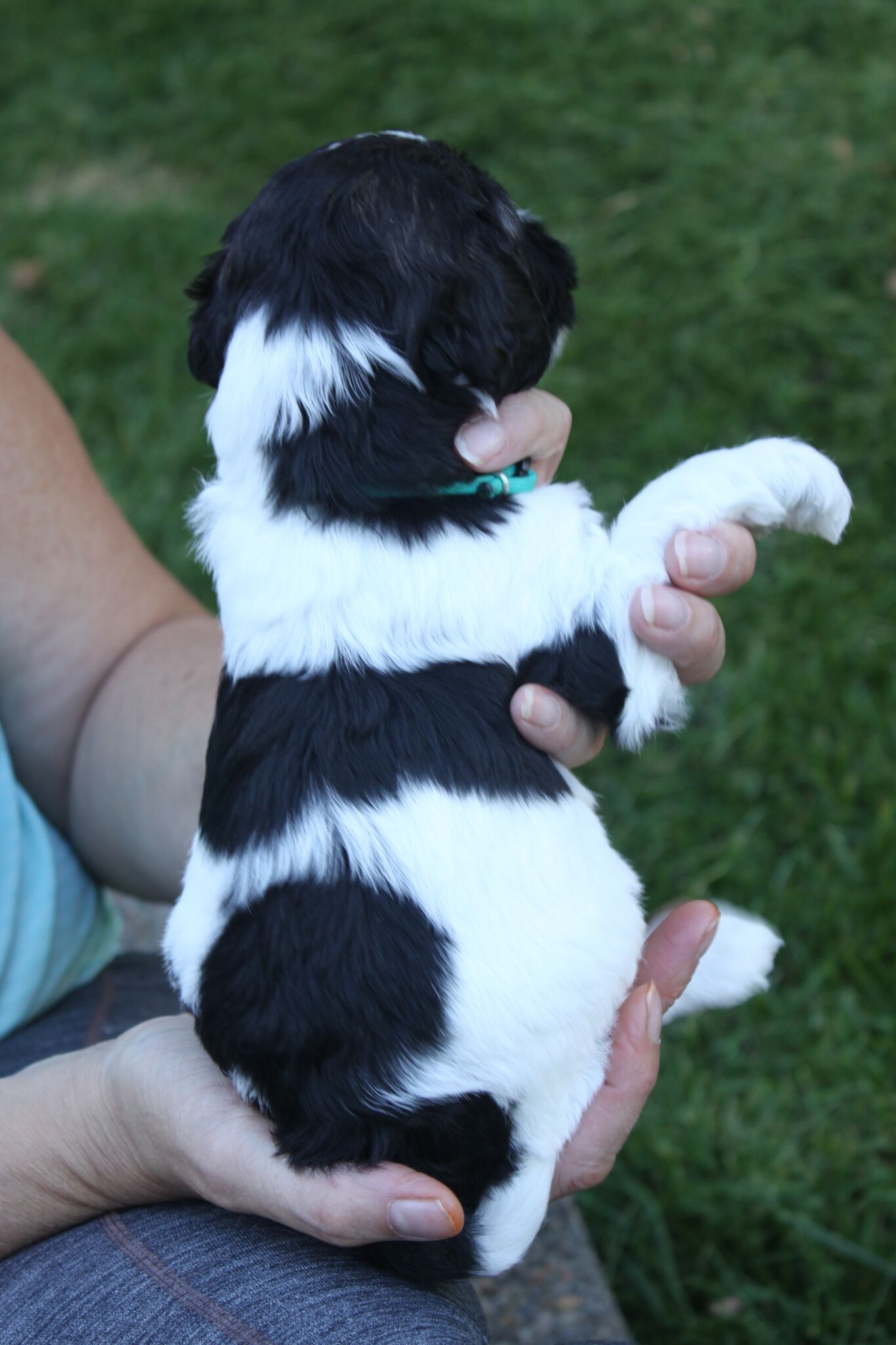Labradoodle Puppies Available
