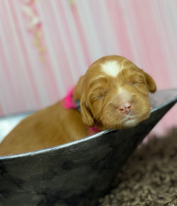 Penny