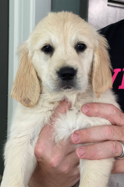 Nala