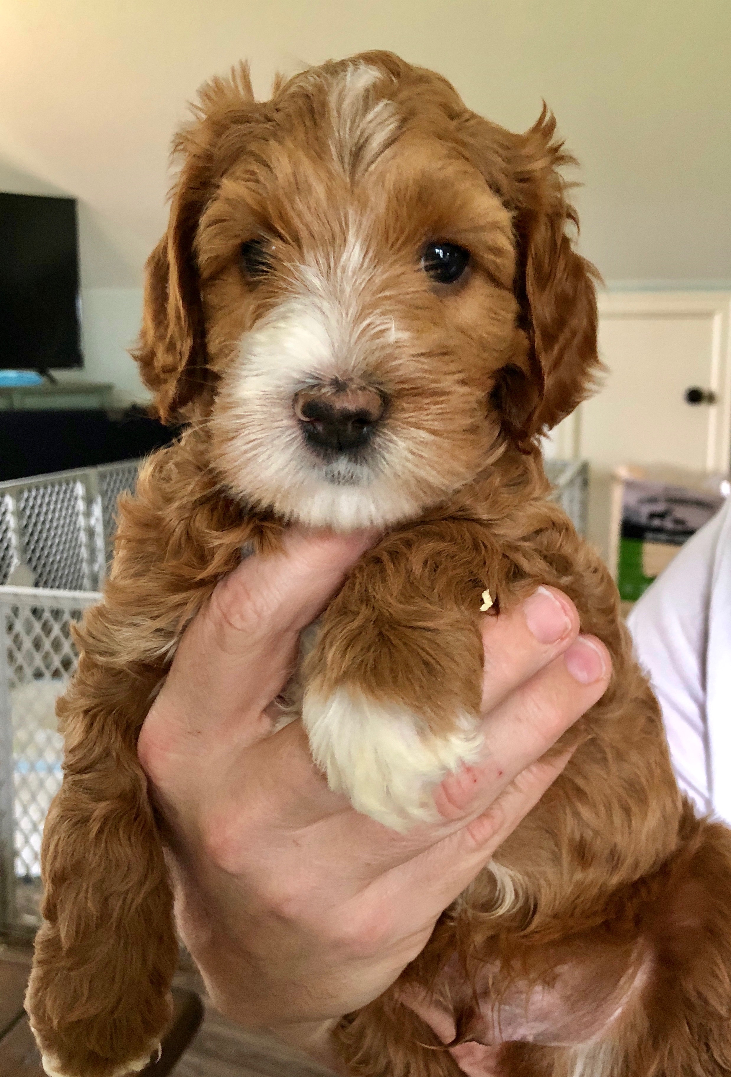 Dr. Octopus 6 Weeks