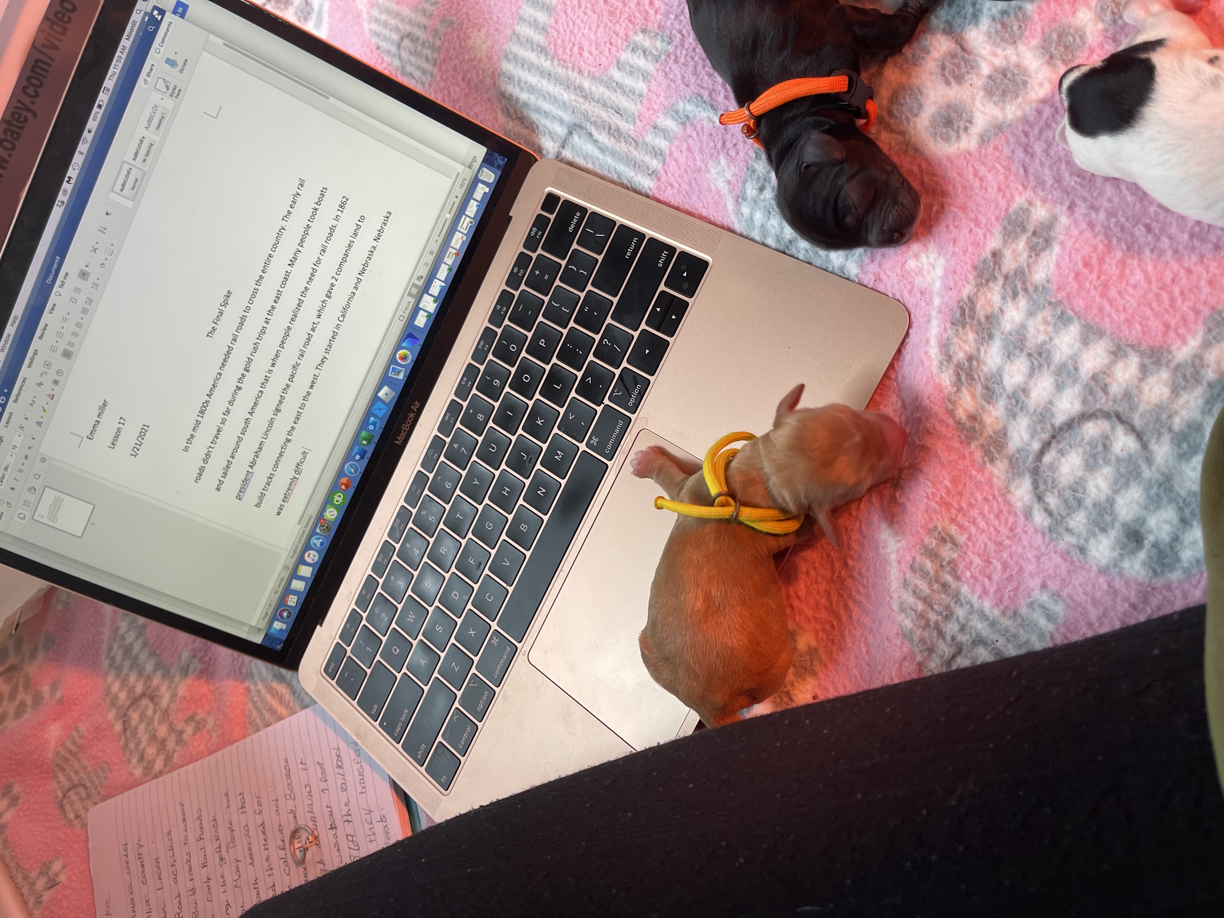 Doing homework in the whelping box