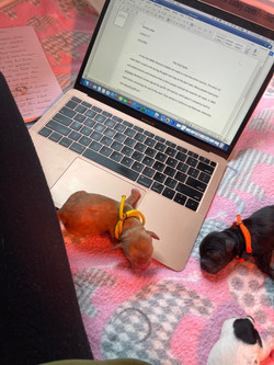 Doing homework in the whelping box