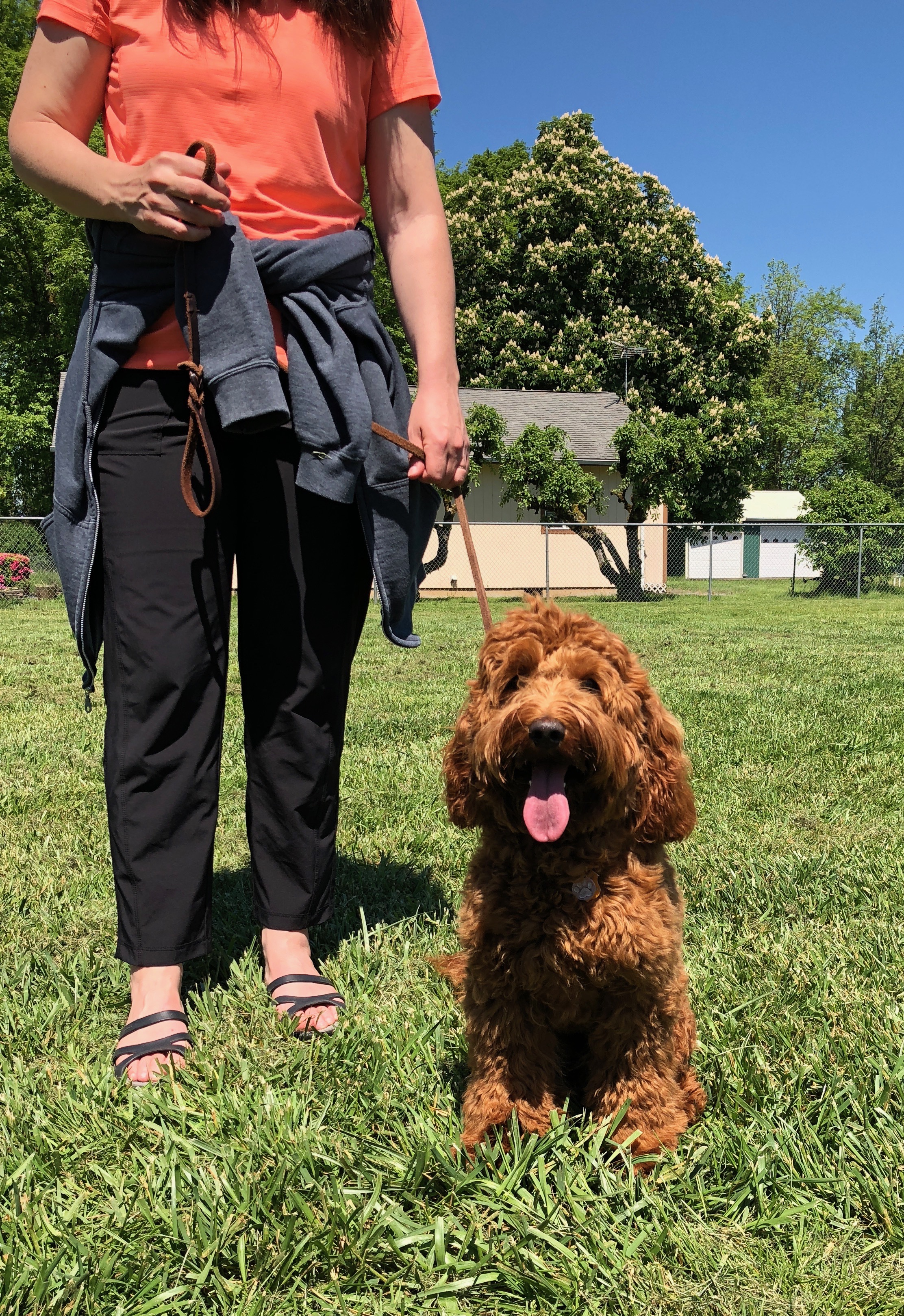 Obedience Training