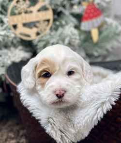Dolce