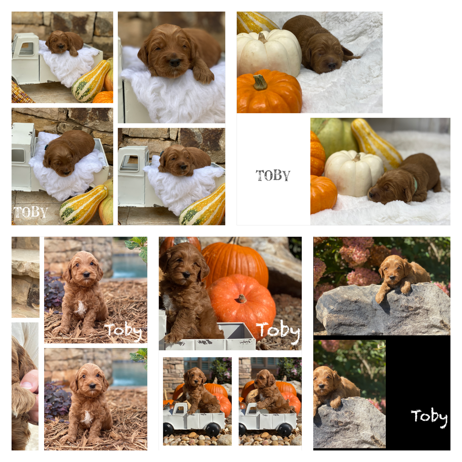 Toby