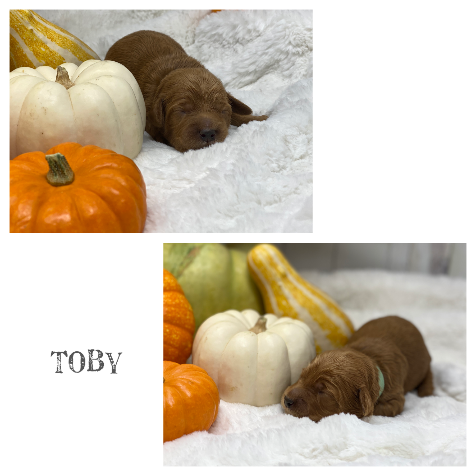 Toby